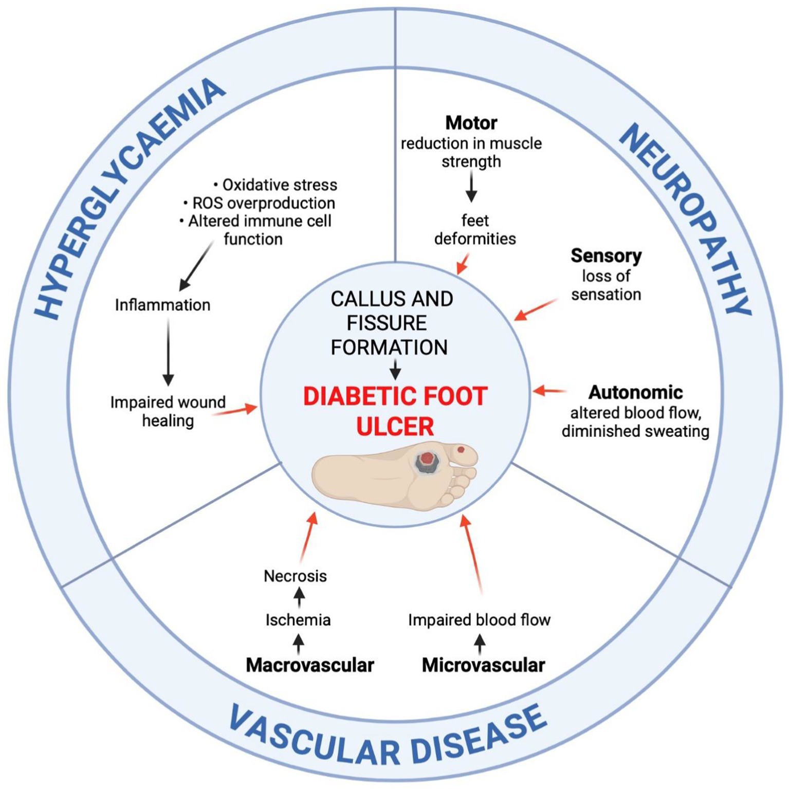 Diagram illustrating the causes of diabetic foot ulcers. Central focus is on callus and fissure formation leading to ulcers. Outer ring highlights factors: hyperglycaemia causing oxidative stress and inflammation; neuropathy involving motor, sensory, and autonomic issues; vascular disease with macrovascular ischemia and microvascular impaired blood flow.