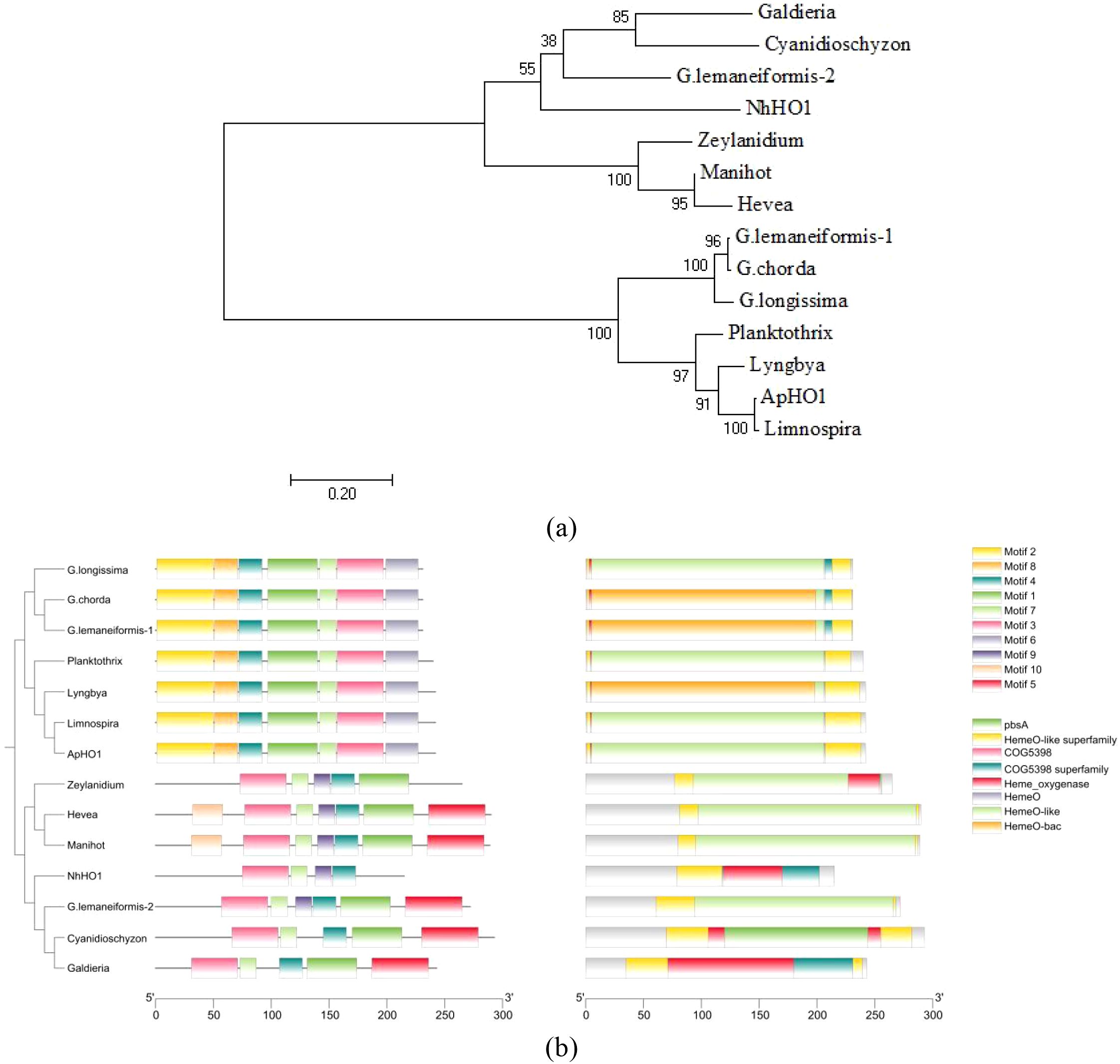 Phylogenetic relationship, motifs and conserved domains of the HO proteins. Graph (a) shows the phylogenetic tree constructed based on HO protein sequences. The tree was constructed using the Neighbor-Joining algorithm with 1,000 bootstrap replicates. The bootstrap value is shown at each node. Graph (b) shows the phylogenetic relationship, motifs and conserved domains of the HO proteins.