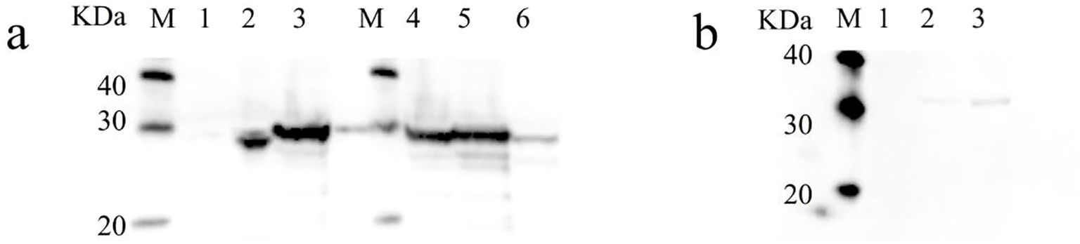 Western blot results of recombinant NhHO1, ApHO1, NhPebA, NhPebB and PebS. Graph (a) shows the western blot results of recombinant NhHO1, ApHO1 and NhPebA. Graph (b) shows the western blot results of recombinant NhPebB and PebS.