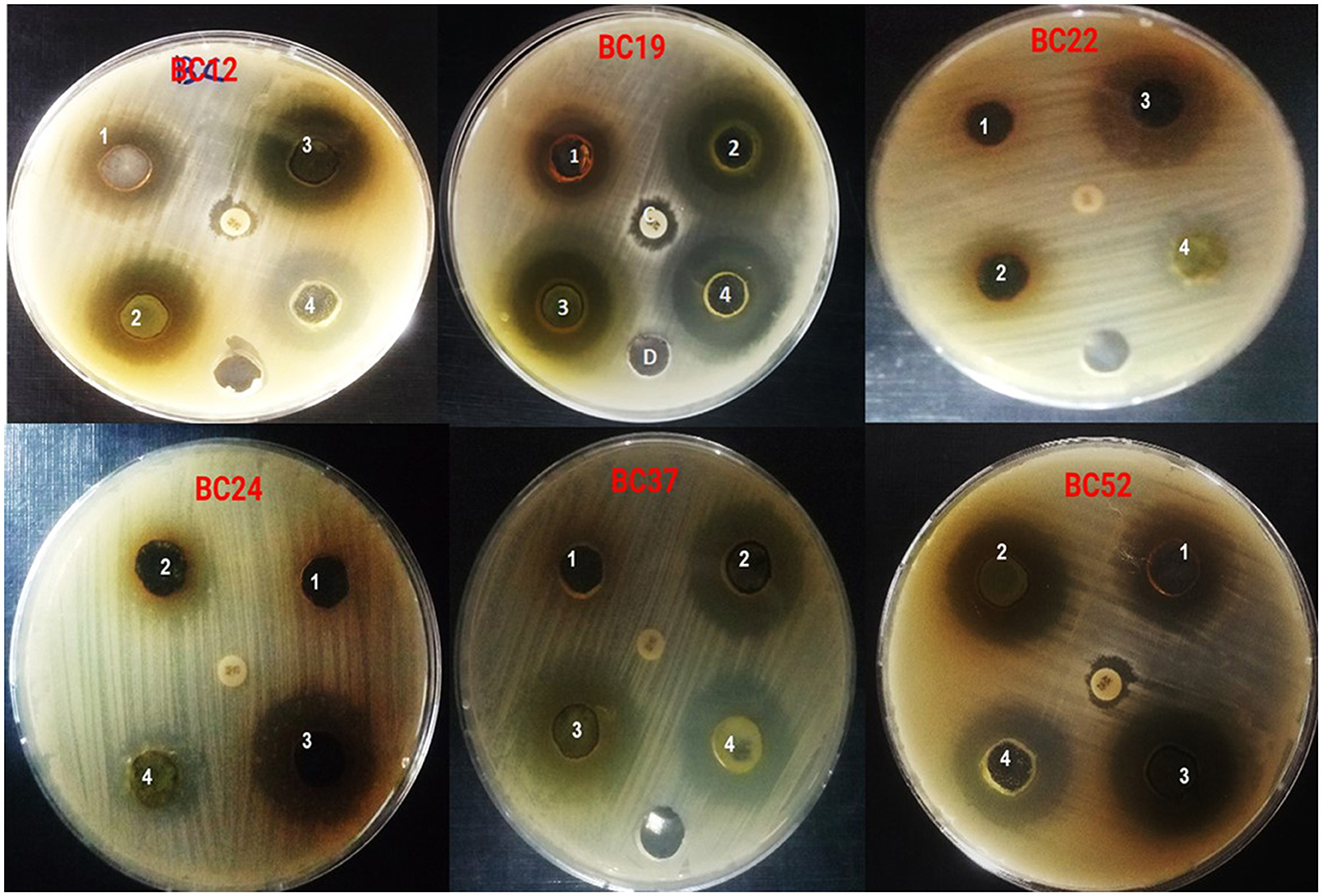 Six petri dishes labeled BC12, BC19, BC22, BC24, BC37, and BC52, each containing four numbered sections. The dishes display varying levels of bacterial growth inhibition around each section. The background is a dark surface.
