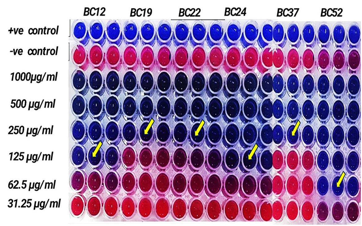 Microtiter plate assay with six columns labeled BC12, BC19, BC22, BC24, BC37, and BC52, indicating different samples. Rows are marked with positive and negative controls followed by concentrations from one thousand to thirty-one point twenty-five micrograms per milliliter. Colored wells vary between blue and red, with yellow arrows highlighting specific wells at two hundred fifty and one hundred twenty-five micrograms per milliliter, indicating notable observations.