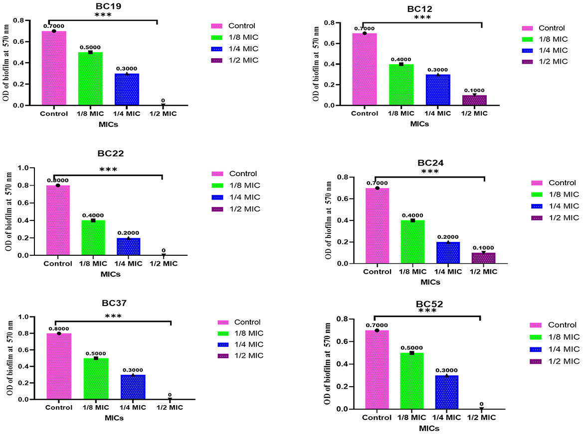 Bar graphs displaying the optical density (OD) of biofilm at 570 nanometers for samples BC19, BC12, BC22, BC24, BC37, and BC52 across different minimum inhibitory concentrations (MICs) - Control, 1/8 MIC, 1/4 MIC, and 1/2 MIC. Each graph shows a decreasing trend in biofilm density from control to 1/2 MIC, with statistical significance indicated by three asterisks. The legend identifies colors for each MIC level.