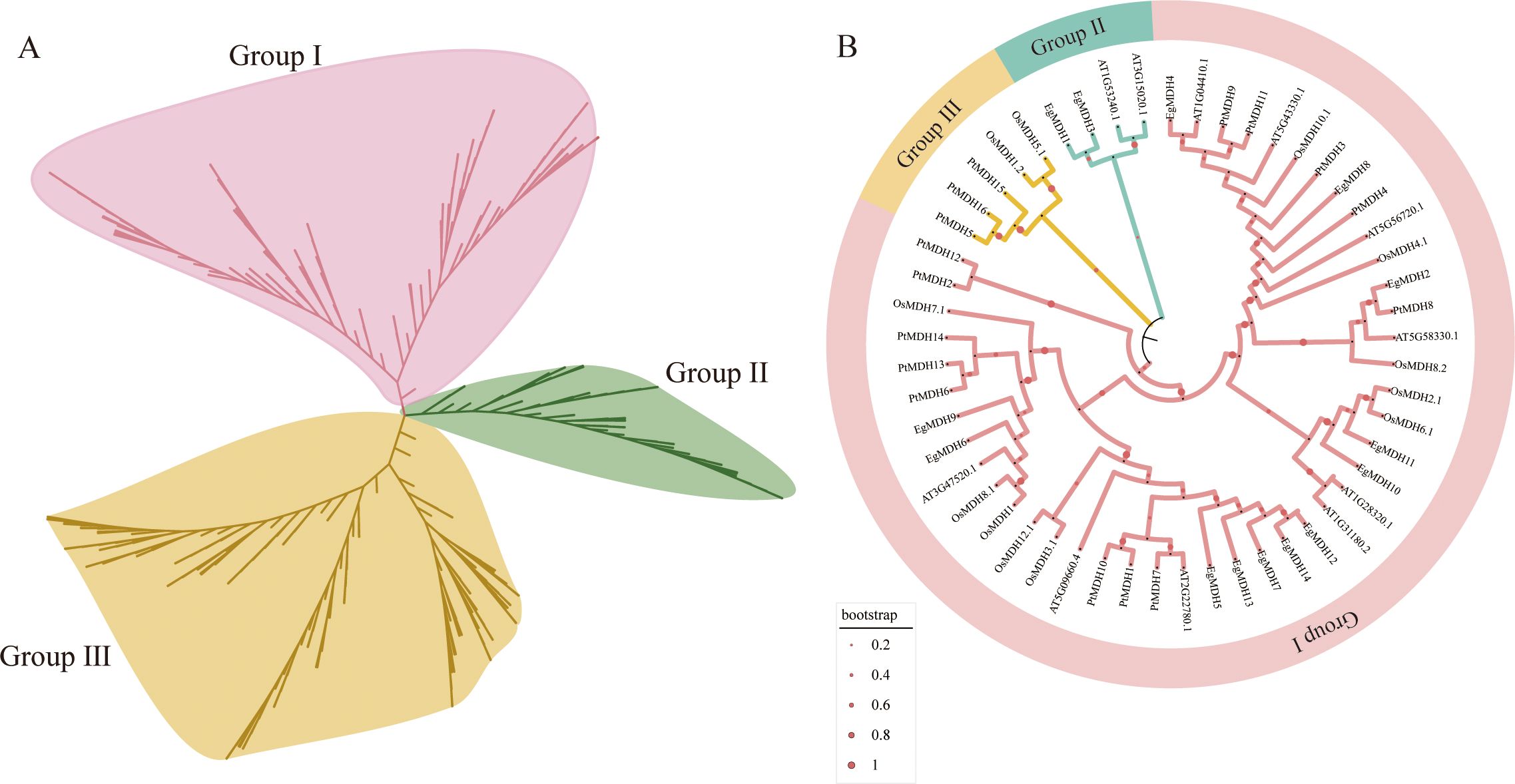 Two phylogenetic trees labeled A and B. Tree A is a fan-shaped cladogram with three colored sections: pink (Group I), green (Group II), and yellow (Group III). Tree B is a circular phylogenetic tree divided into similar colored groups with labeled branches. Bootstrap values are indicated by point size, with a legend ranging from 0.2 to 1.