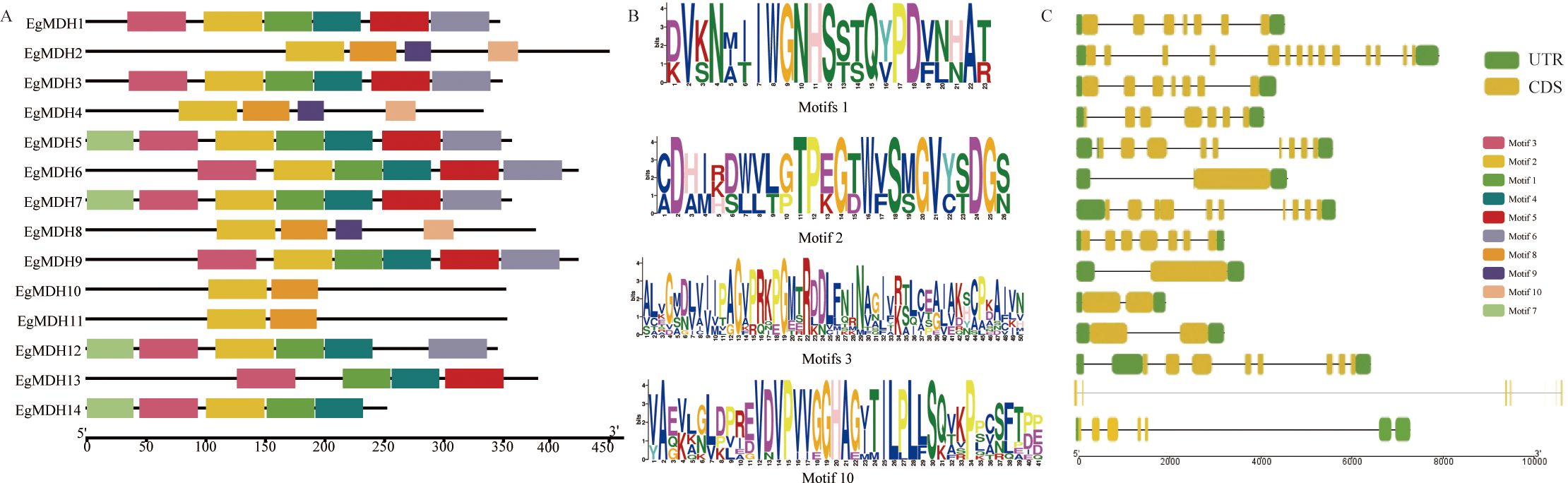 Gene structure visualization with three sections: A) Motif compositions of EgMDH protein sequences, with motifs represented in various colors. B) Sequence logos for motifs 1, 2, and 3, illustrating amino acid frequency. C) Gene structures with differences between untranslated regions (UTR) shown in green and coding sequences (CDS) in yellow. The motifs are color-coded and highlighted within the gene structures.