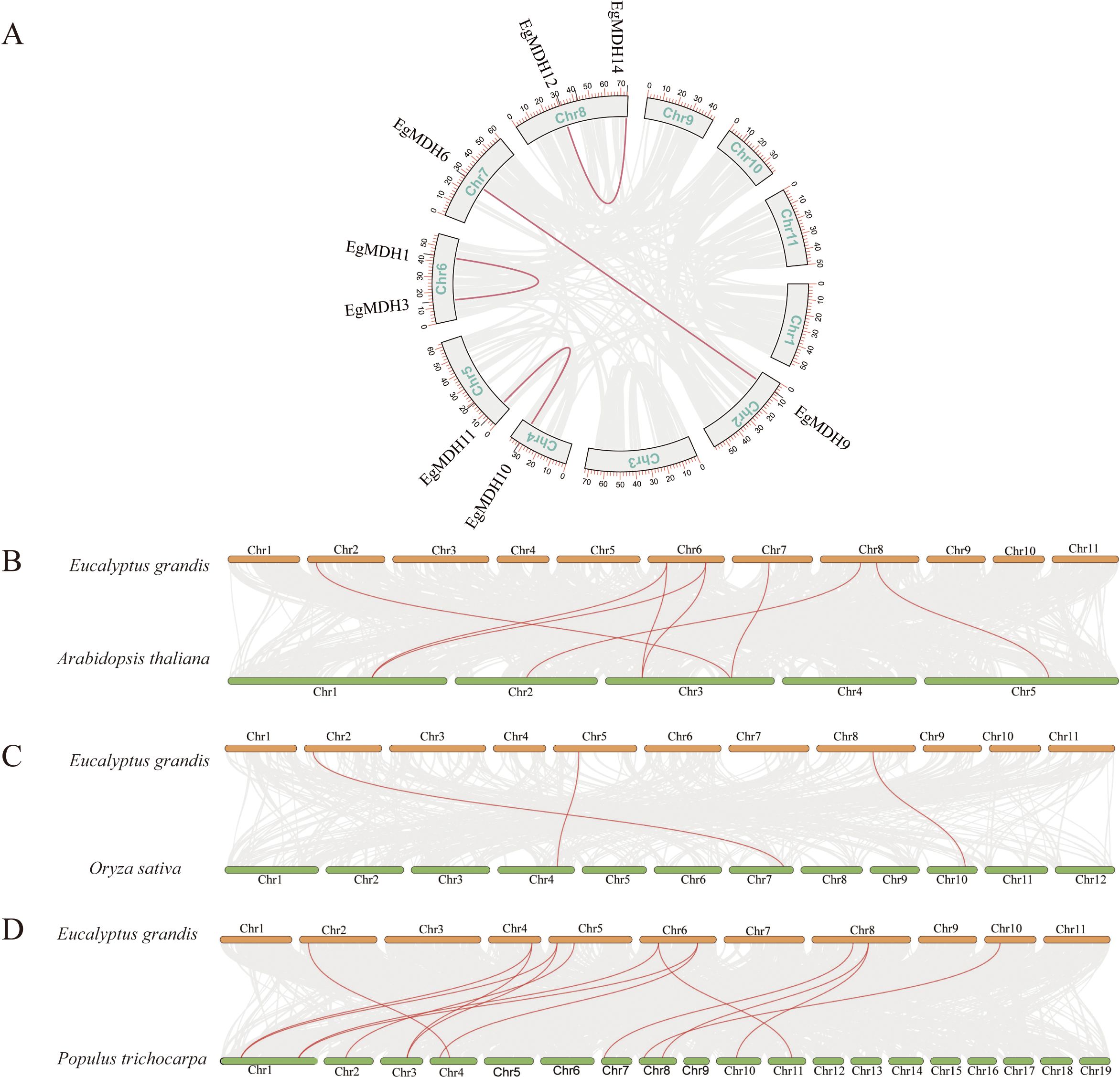 Diagram featuring four parts (A-D) depicting genetic synteny between Eucalyptus grandis and other species. Panel A shows a circular layout of Eucalyptus grandis chromosomes with highlighted gene connections. Panels B-D compare Eucalyptus grandis with Arabidopsis thaliana, Oryza sativa, and Populus trichocarpa, respectively. Each panel displays connections between chromosomes using lines to denote synteny, emphasizing genomic relationships.