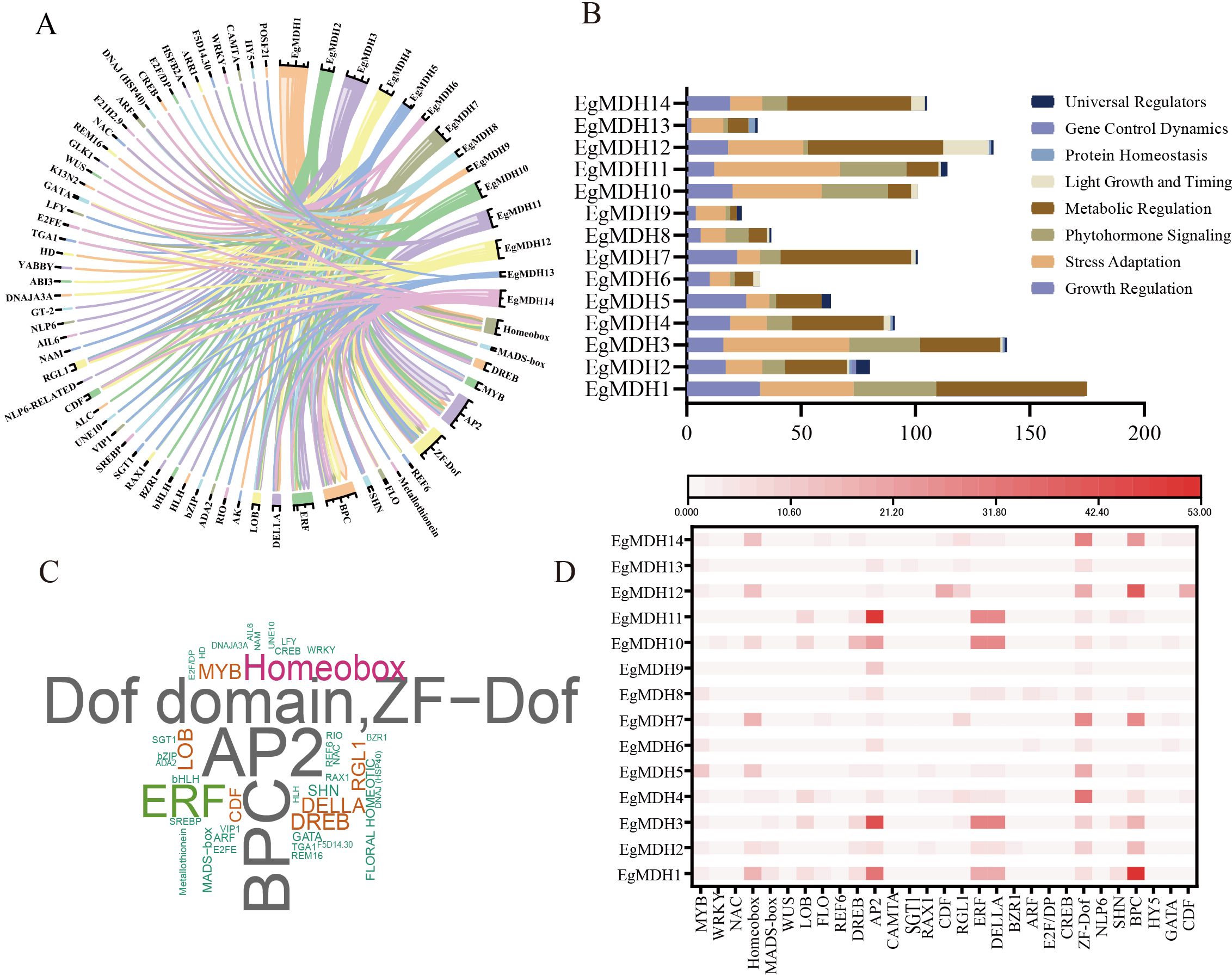 Diagram showing four panels representing gene expression analysis: A) Circular graph of gene interactions with color-coded connections. B) Bar chart displaying EgMDH gene involvement across various regulatory categories. C) Word cloud illustrating terms like “AP2”, “Homeobox”, and “Dof domain”. D) Heatmap of EgMDH gene expression with varying intensities of red, correlating with different genes.