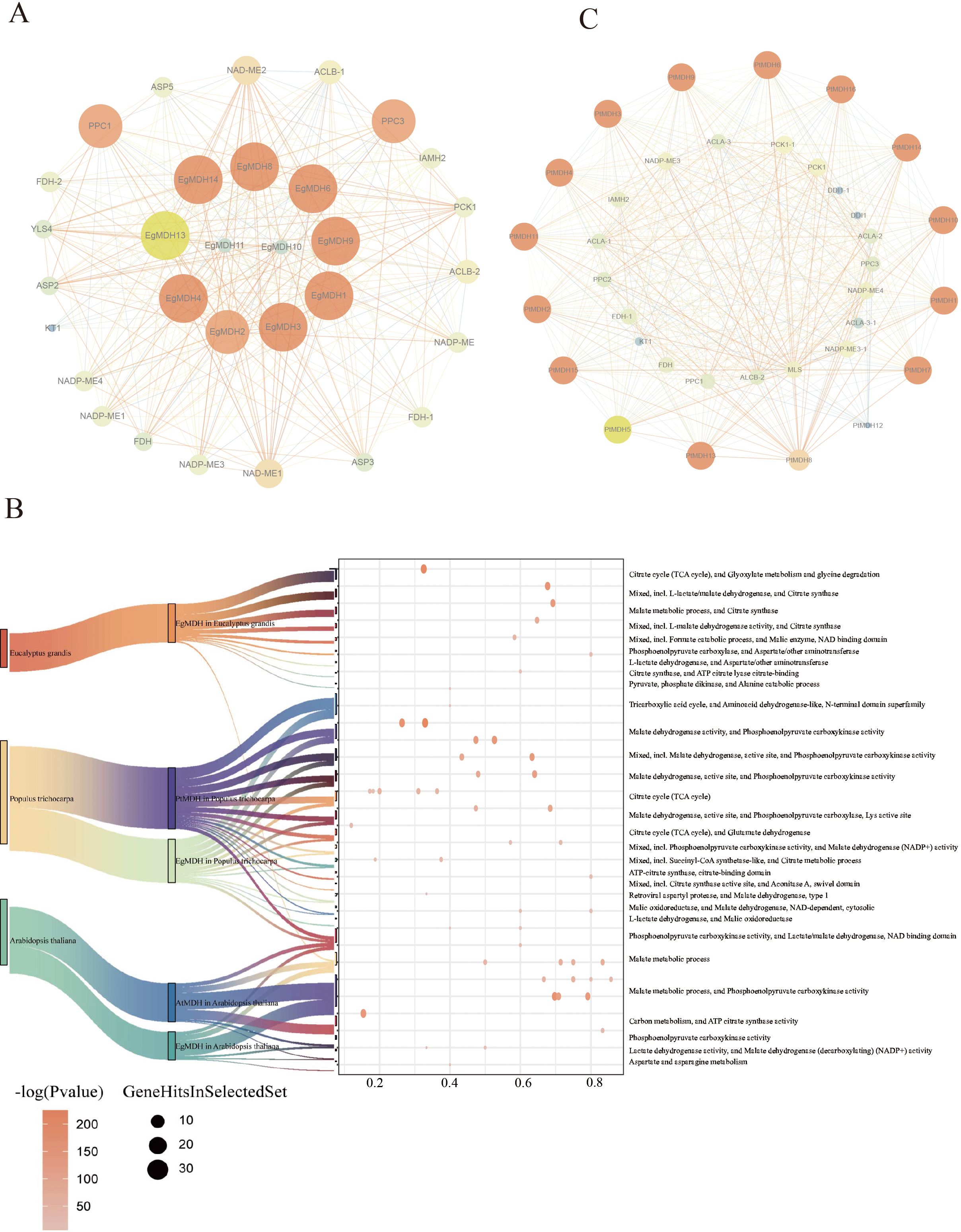 Diagram featuring three sections: A and C are network graphs with nodes and connections, representing gene interactions. B is a sankey diagram linking four species to various pathways, accompanied by a scatter plot. Node size and color indicate gene significance. A legend shows significance levels, while text lists pathways and associated genes.