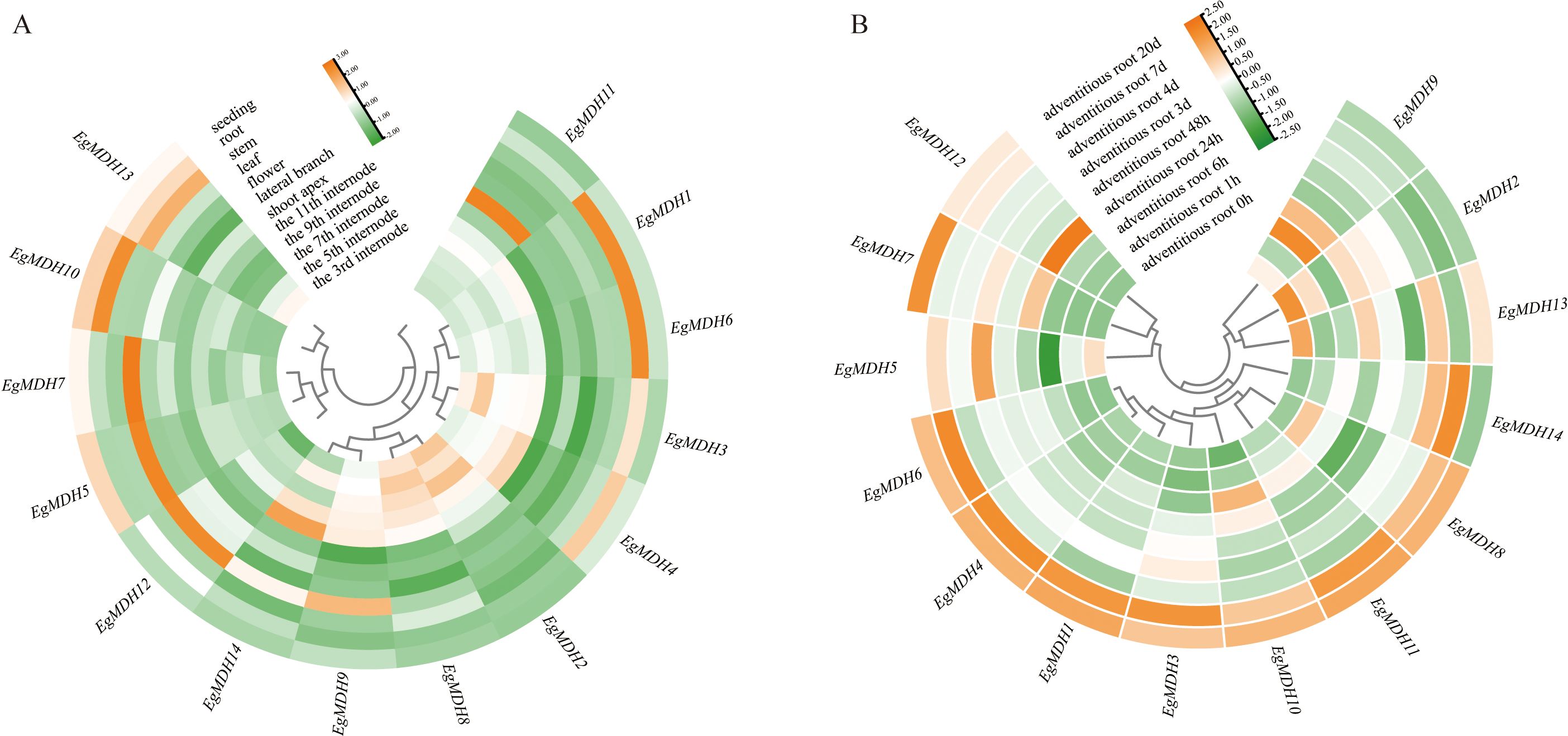 Circular heatmaps labeled A and B display gene expression data for various plant tissues and developmental stages. Each segment represents different genes with color intensity indicating expression levels, ranging from green to orange. Panel A focuses on sections like seedling and stem, while panel B emphasizes adventitious roots over time. A color scale bar denotes expression value ranges.