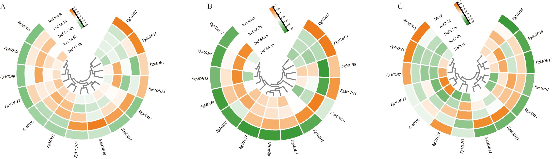 Circular heatmaps labeled A, B, and C display gene expression data under different conditions. Each map shows segments arranged radially, marked by various colors ranging from orange to green, indicating levels of expression. Labels such as EgMDH7 and EgMDH12 identify specific genes, and conditions like “leaf JA 7d” and “leaf SA 1h” specify time and treatment types. A color scale bar shows expression levels from negative to positive values.