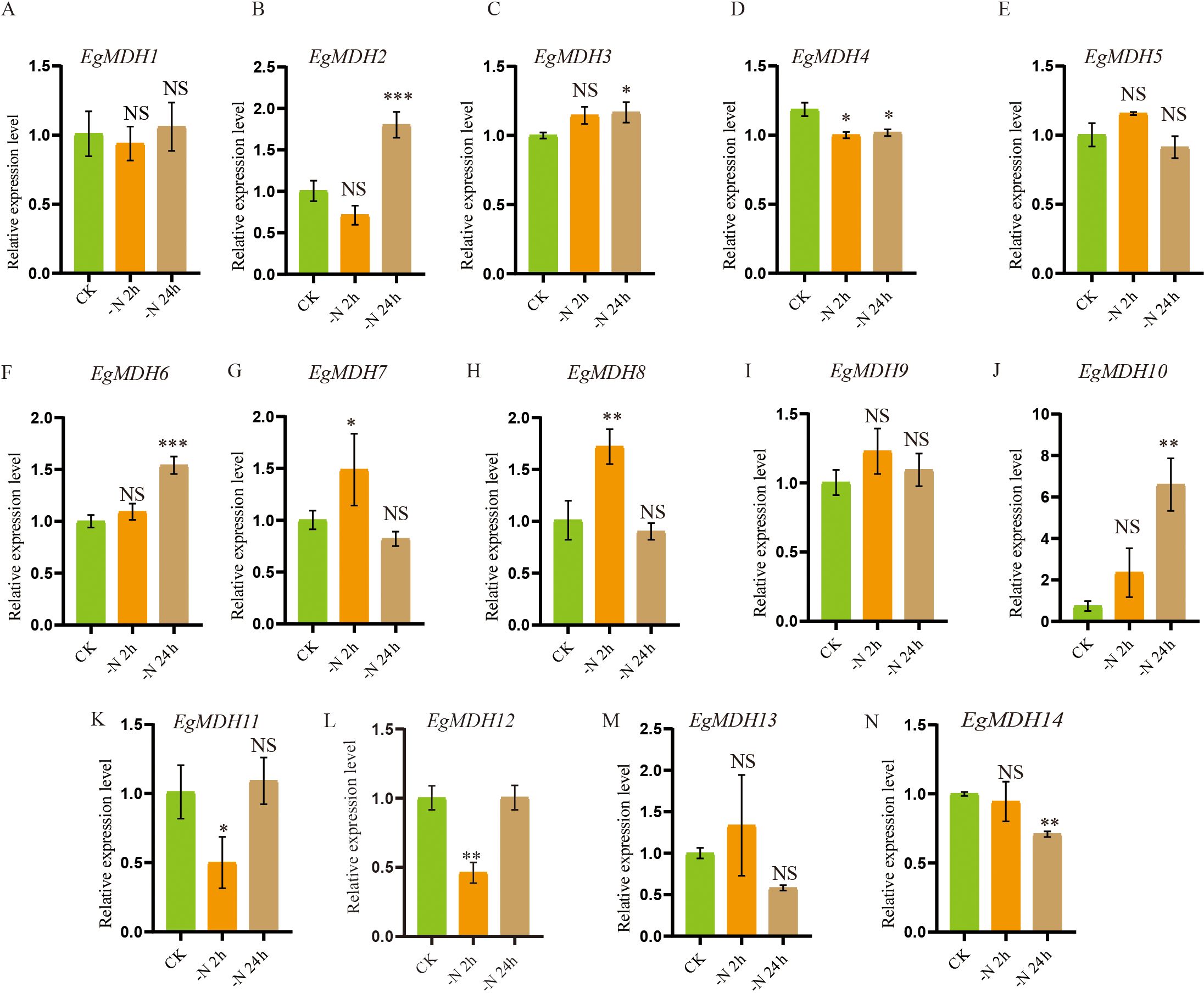 Bar charts displaying relative expression levels of genes EgMDH1 to EgMDH14 under different conditions: CK, −N 2h, and −N 24h. Variations are marked with NS for non-significant changes, and asterisks indicate significance levels (*, **, ***). Each chart shows expression changes over time.