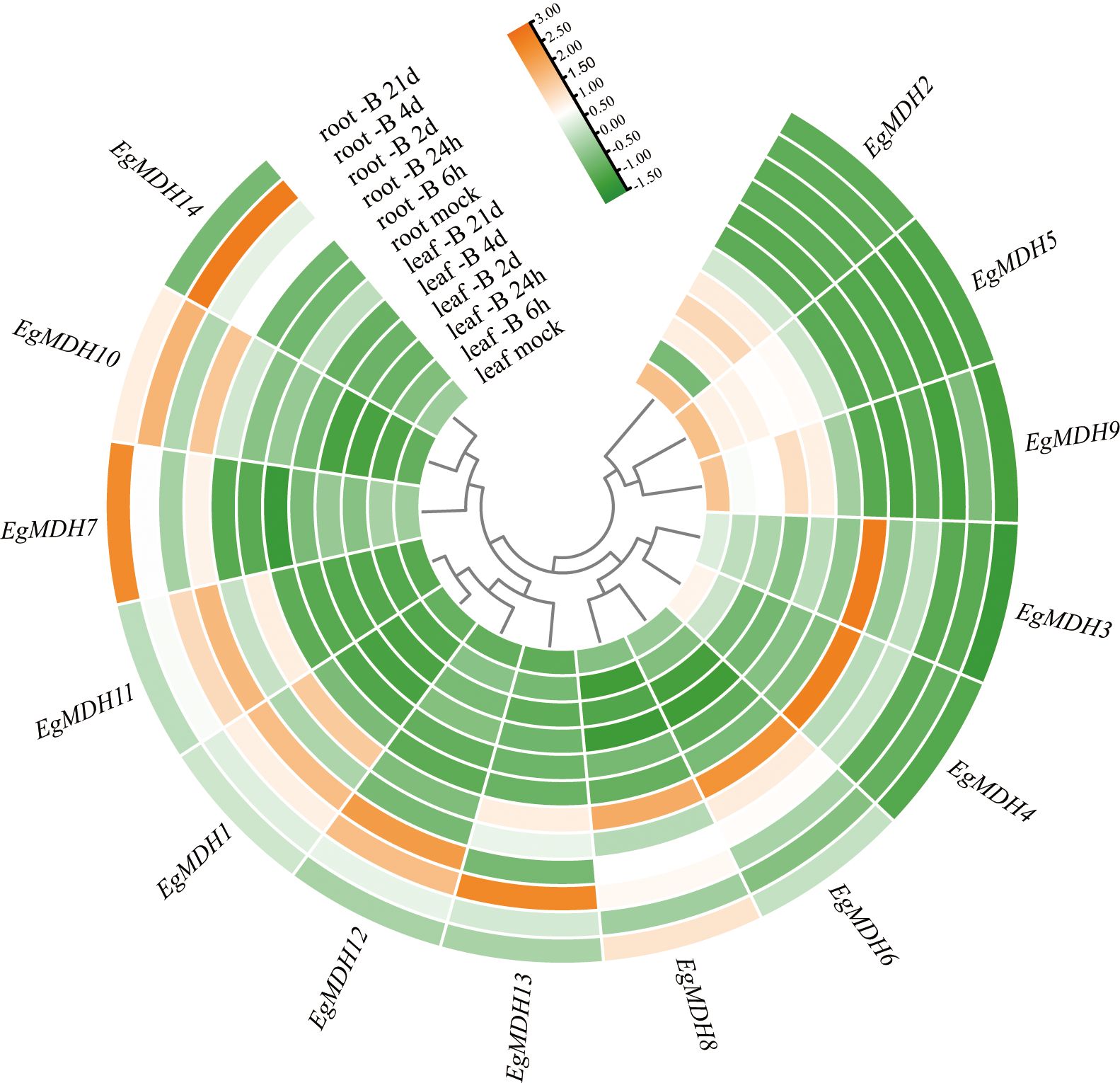 Circular heatmap showing expression levels of EgMDH genes under various conditions in root and leaf tissues over time. The intensity ranges from green to orange, indicating differential expression levels, with a legend bar displaying the range from -3.00 to 3.00. Gene names are labeled around the perimeter.