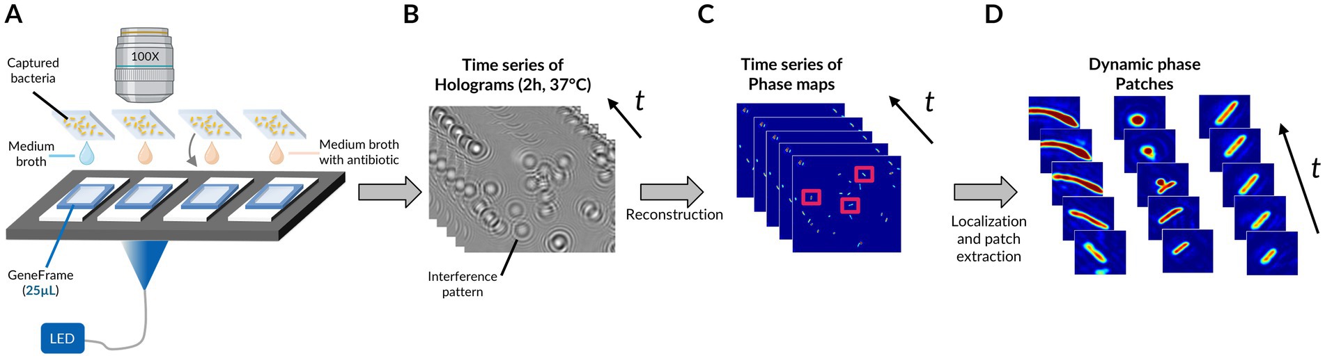 Diagram illustrating a microscopy process. Panel A shows captured bacteria under 100X magnification with media and antibiotic, placed on slides with GeneFrame and LED and illuminated with a blue LED in transmission. Panel B displays time-series holograms with interference patterns. Panel C shows reconstructed phase maps over time. Panel D features dynamic phase patches extracted over time.