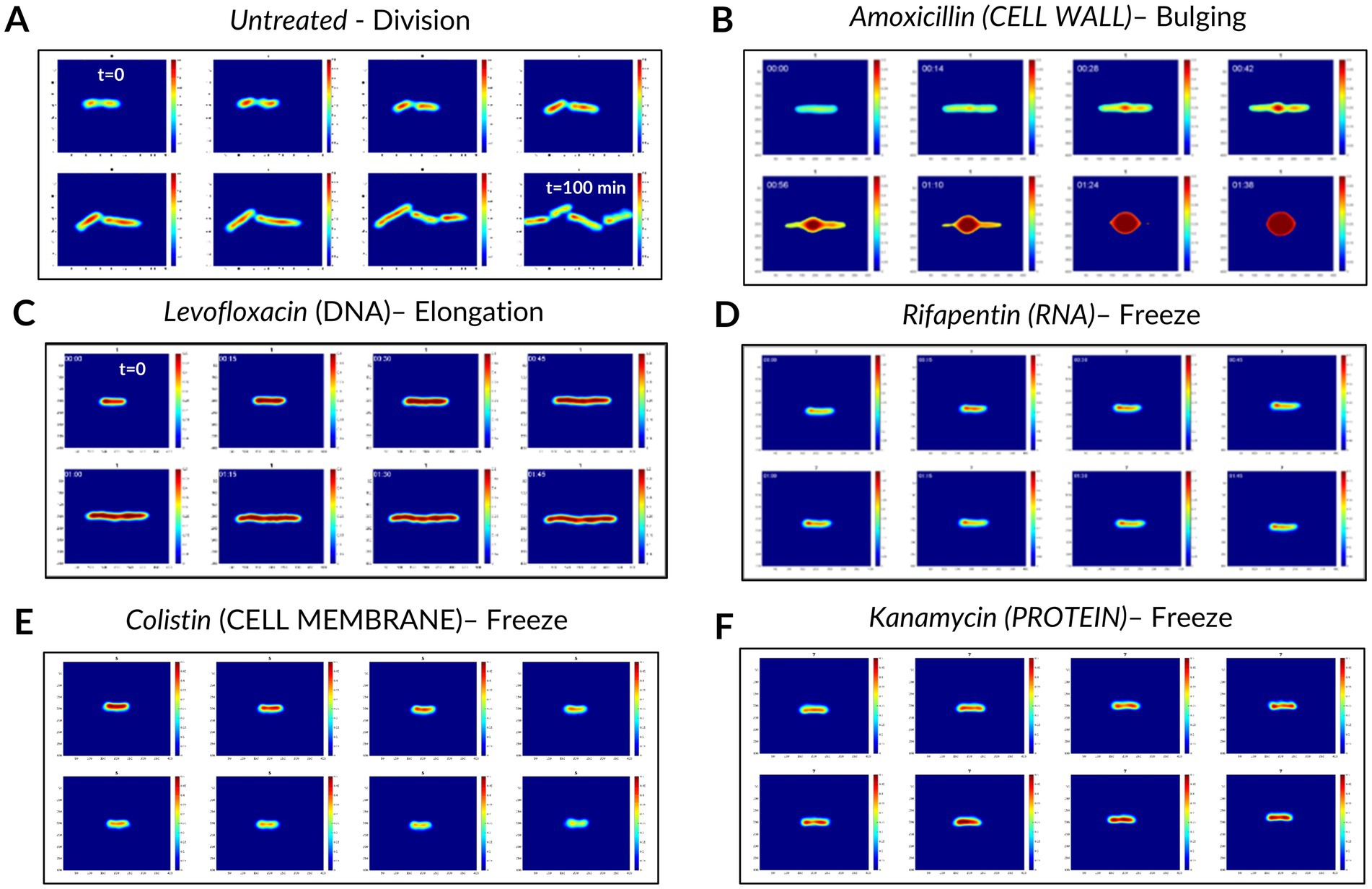Examples of reconstructed phase images illustrating the effects of different antibiotics on E. coli ATCC25922 over time. Panel A shows an untreated bacterium undergoing division. Panel B displays a bacterium treated with amoxicillin, showing bulging. Panel C shows a levofloxacin treated bacterium elongating. Panels D, E, and F present rifapentin, colistin, and kanamycin treatments, respectively, with bacteria appearing static or frozen. Each section features sequential time-lapse images highlighting bacterial morphological changes associated with each treatment.