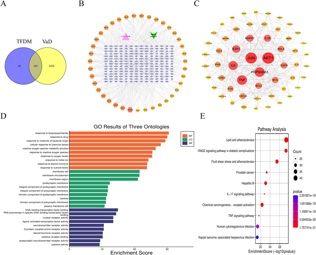 A composite graphic includes: A) A Venn diagram showing overlap between TFDM and VaD with 40 unique in TFDM, 169 in common, and 5424 unique in VaD. B) A network diagram highlighting nodes and connections in orange and purple. C) Another network diagram emphasizing key nodes like JUN and AKT1 in red. D) A bar graph of GO results, categorizing biological processes, cellular components, and molecular functions by enrichment score. E) A pathway analysis bubble chart illustrating lipid and atherosclerosis, IL-17 signaling, and more, with color coding for -log10(p-value).