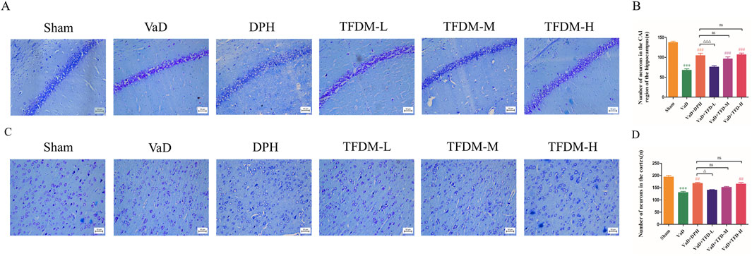 Microscope images and bar graphs depict a study on neuron count in brain regions. Panels A and C show histological sections labeled Sham, VaD, DPH, TFDM-L, TFDM-M, and TFDM-H. Panels B and D feature bar graphs illustrating neuron counts in the hippocampus and cortex, respectively, with statistical annotations shown by stars and hashes.