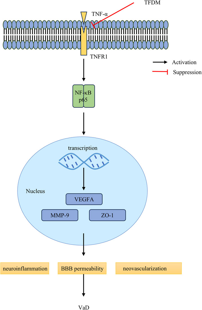 Diagram illustrating the TNF-alpha signaling pathway. TNF-alpha binds to TNFR1, activating NF-kB p65, leading to transcription of VEGFA, MMP-9, and ZO-1 in the nucleus. This process results in neuroinflammation, increased blood-brain barrier permeability, and neovascularization, contributing to vascular dementia (VaD). Arrows indicate activation and red lines indicate suppression.