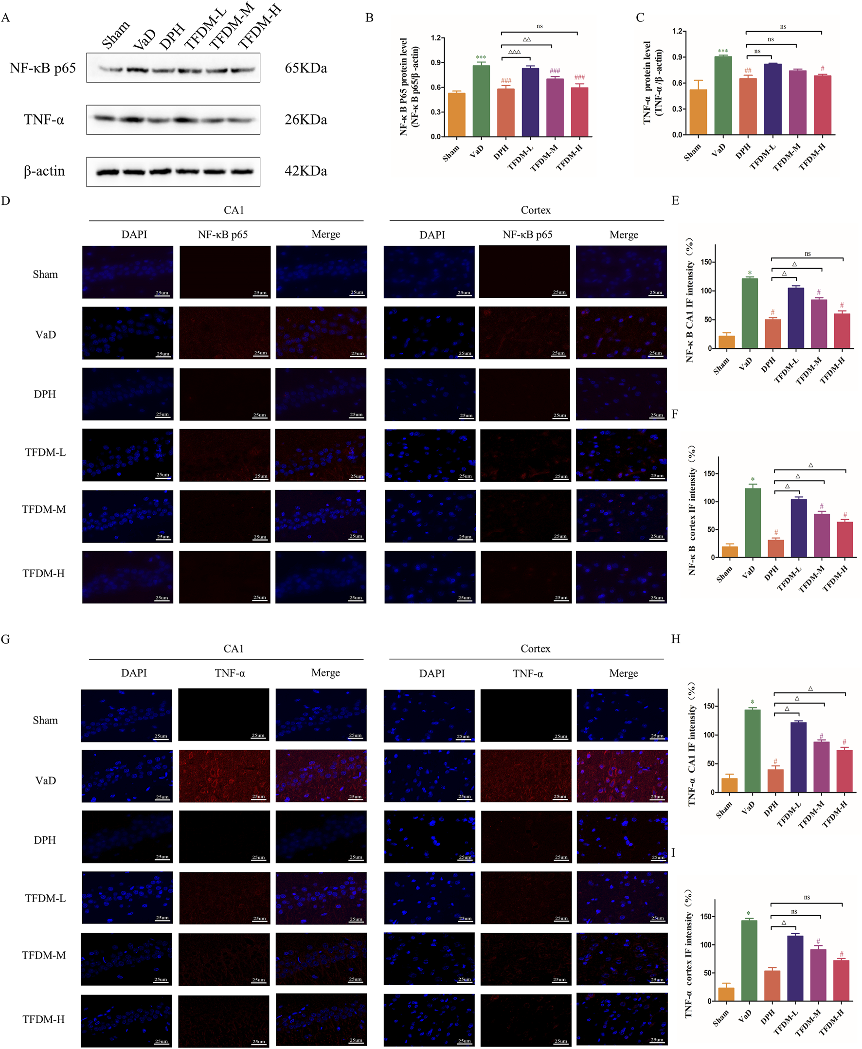 Western blot and immunofluorescence analysis with bar graphs. Panels A, B, and C depict protein expression levels of NF-kB p65 and TNF-α under different treatments: Sham, VaD, DPH, TFDM-L, TFDM-M, and TFDM-H. Panels D and G show immunofluorescence images with DAPI and NF-kB p65 or TNF-α in CA1 and cortex regions. Panels E, F, H, and I display respective quantified intensities. Statistical significance is indicated by asterisks and delta symbols. Scale bars are included in images.
