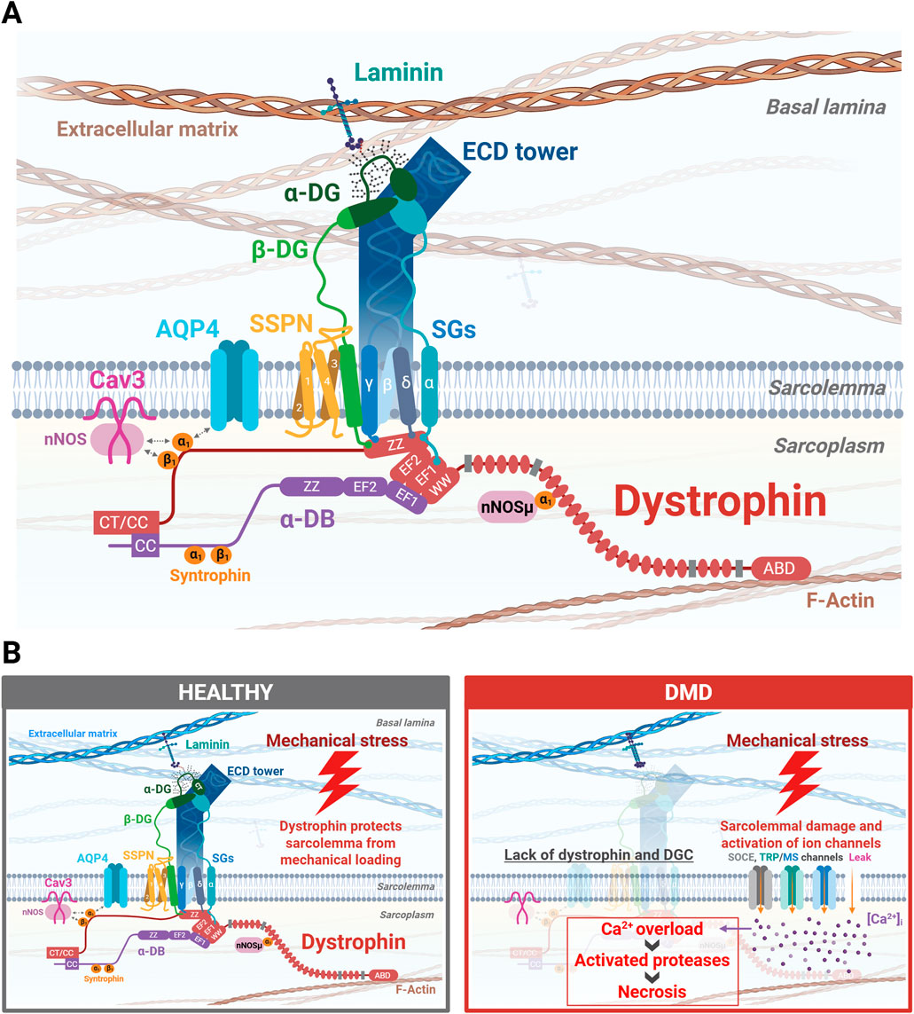 Diagram showing the structure and function of dystrophin and associated proteins in muscle cells. The top image illustrates the interaction between dystrophin, laminin, and other proteins at the sarcolemma. Below, two panels compare healthy muscle with Duchenne Muscular Dystrophy (DMD). The healthy muscle panel shows dystrophin protecting the sarcolemma under mechanical stress. The DMD panel highlights the absence of dystrophin, leading to sarcolemmal damage, calcium overload, activated proteases, and necrosis.