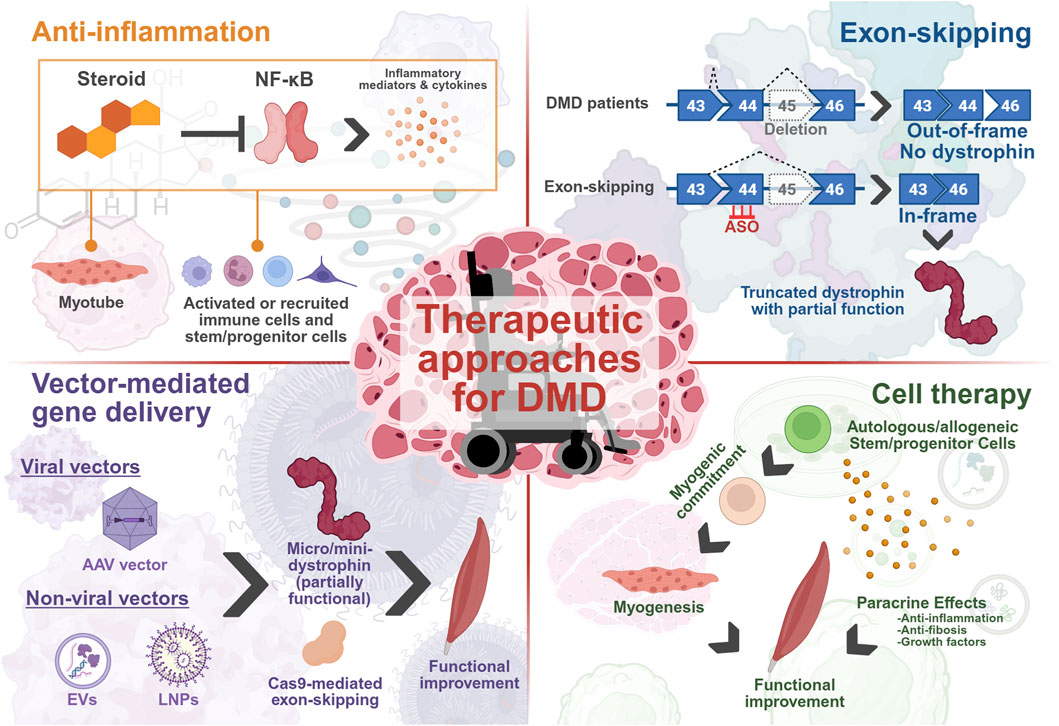 Therapeutic approaches for Duchenne Muscular Dystrophy (DMD) include anti-inflammation, exon-skipping, vector-mediated gene delivery, and cell therapy. Anti-inflammatory treatment targets NF-κB to reduce cytokines. Exon-skipping uses antisense oligonucleotides to restore in-frame dystrophin expression. Gene delivery involves viral and non-viral vectors, delivering micro-dystrophin or inducing exon-skipping via CRISPR/Cas9. Cell therapy utilizes stem/progenitor cells to promote myogenesis and release paracrine factors for functional muscle improvement.