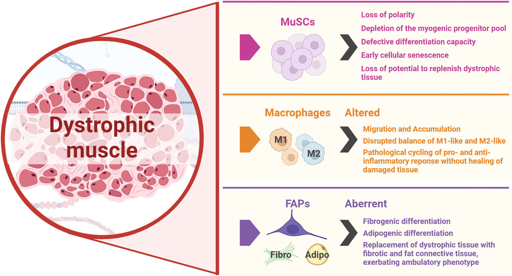 Illustration of dystrophic muscle, highlighting issues with MuSCs, macrophages, and FAPs. MuSCs show loss of polarity, depletion, defective differentiation, and senescence. Macrophages have altered migration, accumulation, M1/M2 balance, and pathological cycling. FAPs display aberrant fibrogenic and adipogenic differentiation, leading to tissue replacement with fibrotic and fat connective tissue, exacerbating ambulatory issues.