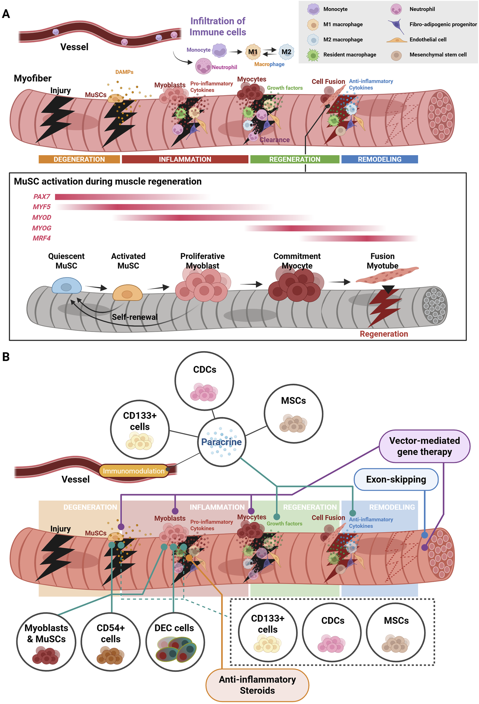 Diagram depicting muscle regeneration processes. Panel A shows the infiltration of immune cells into muscle fibers post-injury, involving degeneration, inflammation, regeneration, and remodeling phases. MuSC activation is detailed, highlighting stages from quiescent MuSC to fusion myotube. Panel B illustrates therapeutic interventions like paracrine signaling, gene therapy, and immunomodulation involving various cell types, including CDCs, MSCs, and CD133+ cells. Both panels connect through phases of degeneration, inflammation, regeneration, and remodeling, showing cellular dynamics and therapeutic strategies for muscle repair.