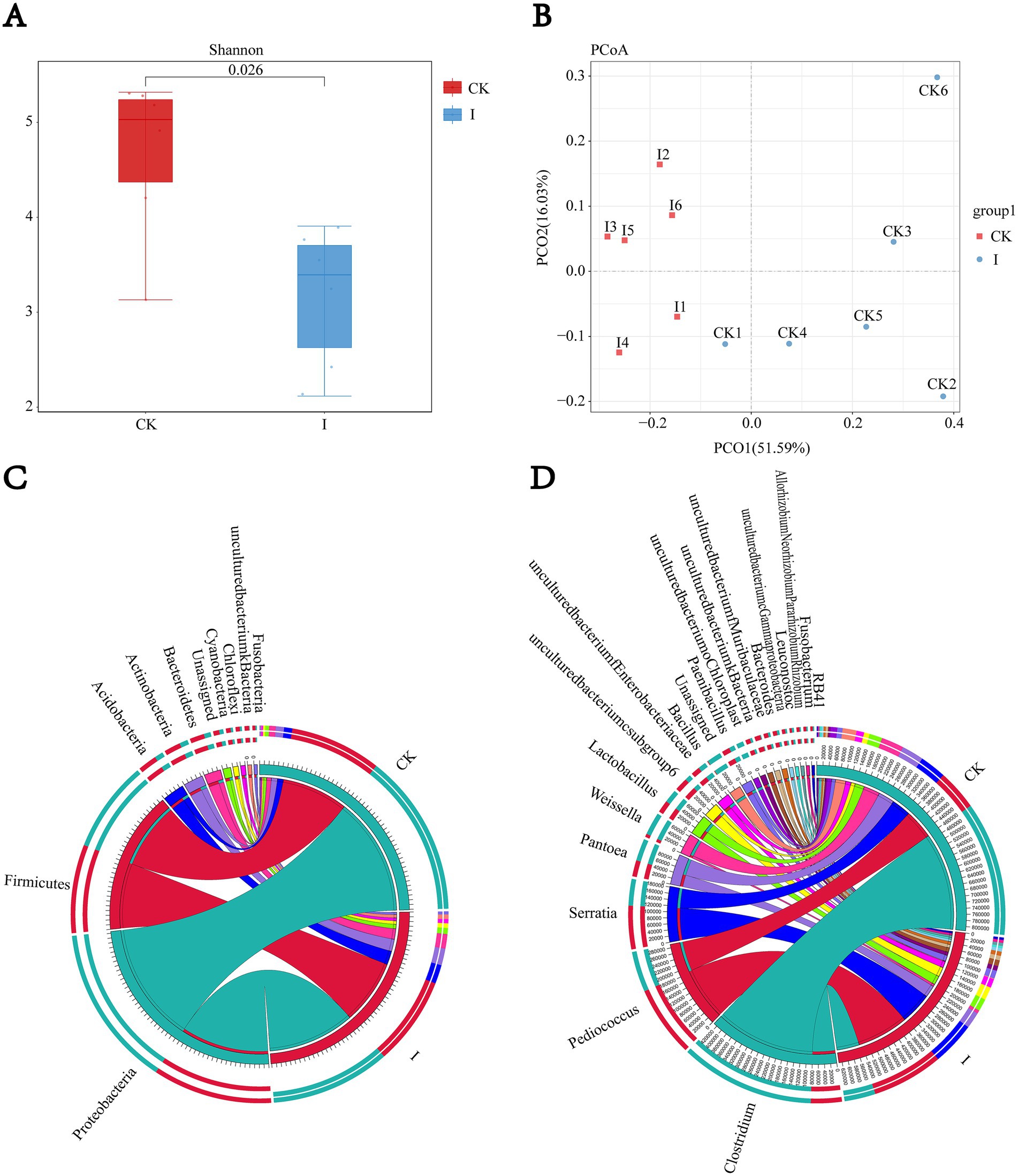 Figure 1 illustrates the impact of Clostridium beijerinckii SHZ-8 inoculation on the bacterial community structure of whole-crop maize silage after 60 days of fermentation. (A) Comparison of Shannon diversity indices between the control group (CK) and the inoculated group (I), with p-values indicated above the boxplots. (B) Principal Coordinate Analysis (PCoA) based on Bray–Curtis dissimilarity, revealing a distinct separation between the two groups. (C) Circos plot at the phylum level and (D) at the genus level show the relative abundances of bacterial taxa, with segment widths representing the proportion of each taxon.