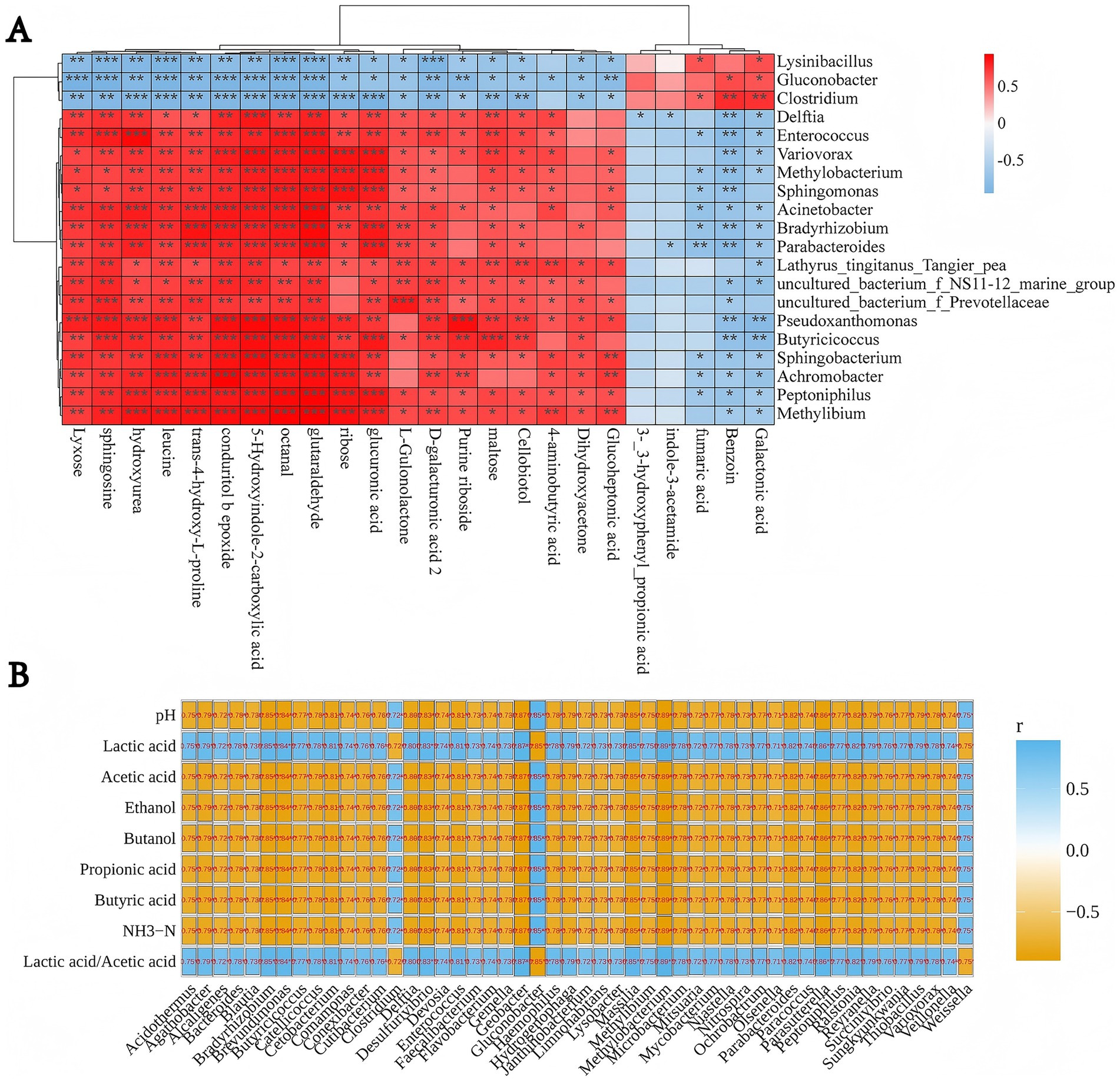 Figure 3 illustrates correlations among key metabolites, microbial genera, and fermentation parameters in whole-crop maize silage inoculated with Clostridium beijerinckii SHZ-8. (A) Spearman’s heatmap shows associations between microbial relative abundance and metabolite profiles, where red denotes positive and blue denotes negative correlations; significance is indicated (*p < 0.05, **p < 0.01, ***p < 0.001). (B) Spearman’s heatmap presents correlations between microbial taxa and fermentation quality traits (pH, organic acids, ethanol, butanol, NH₃–N, and lactic/acetic acid ratio), with orange for negative and blue for positive associations. Numerical values in the maps indicate correlation coefficients (r).