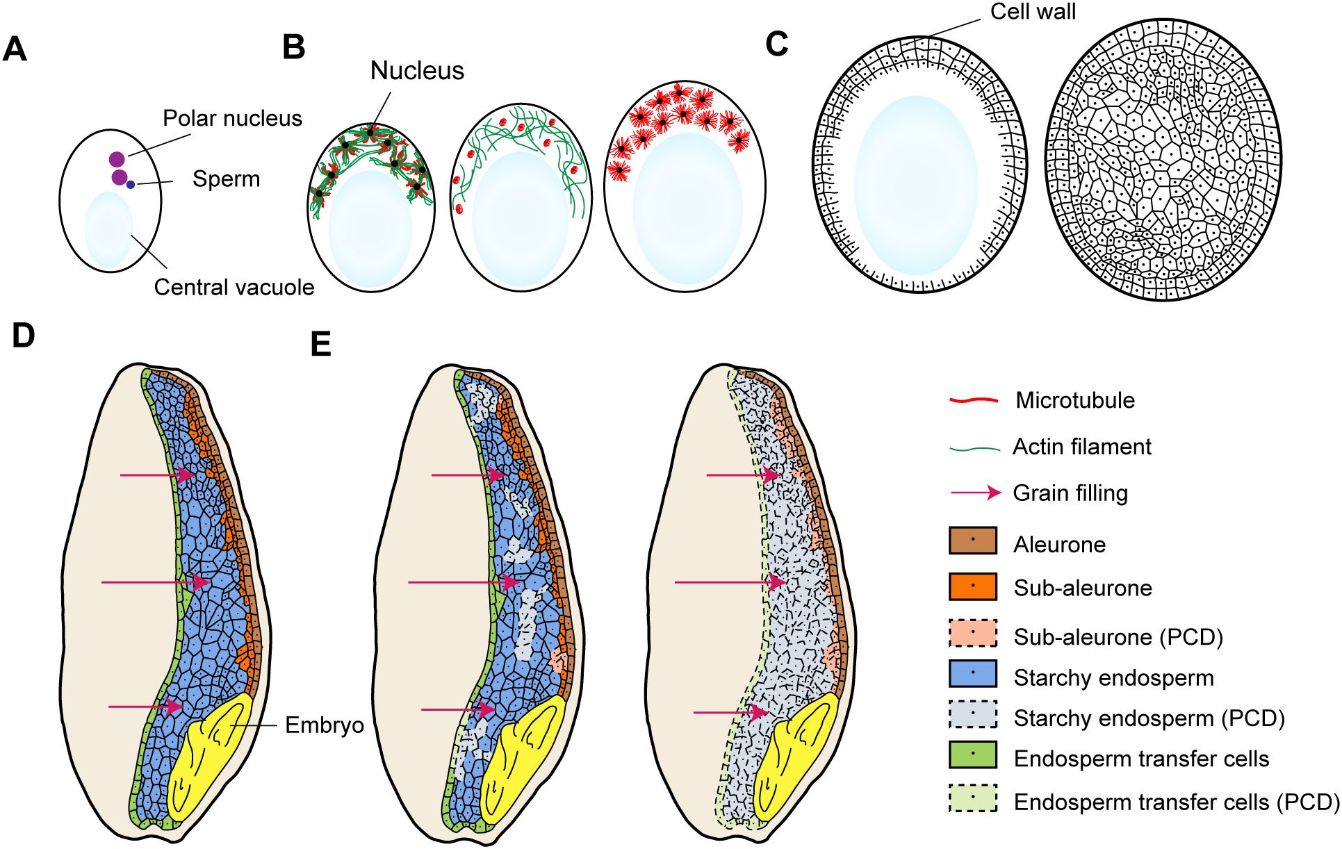 Diagram illustrating plant cell fertilization and grain development. Panel A shows a fertilized egg with labeled polar nucleus and sperm. Panel B displays stages of nucleus and actin filament changes. Panel C depicts cell wall formation. Panels D and E are cross-sections of a grain showing different layers: aleurone, sub-aleurone, starchy endosperm, and endosperm transfer cells. A key indicates microtubules, actin filaments, grain filling, and various cell types, including cells undergoing programmed cell death (PCD).