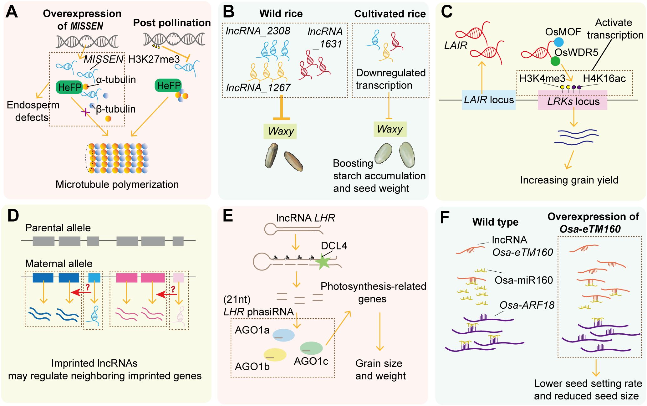 Illustration showing rice genetic processes enhancing traits. Panel A: Overexpression of MISSEN affects tubulin, altering microtubule polymerization. Panel B: Differential expression of lncRNAs in wild vs. cultivated rice affects starch. Panel C: LAIR activation increases grain yield. Panel D: Imprinted lncRNAs may regulate adjacent genes. Panel E: LHR lncRNA influences photosynthesis-related genes, impacting grain size. Panel F: Overexpression of Osa-eTM160 reduces seed setting rate and size.