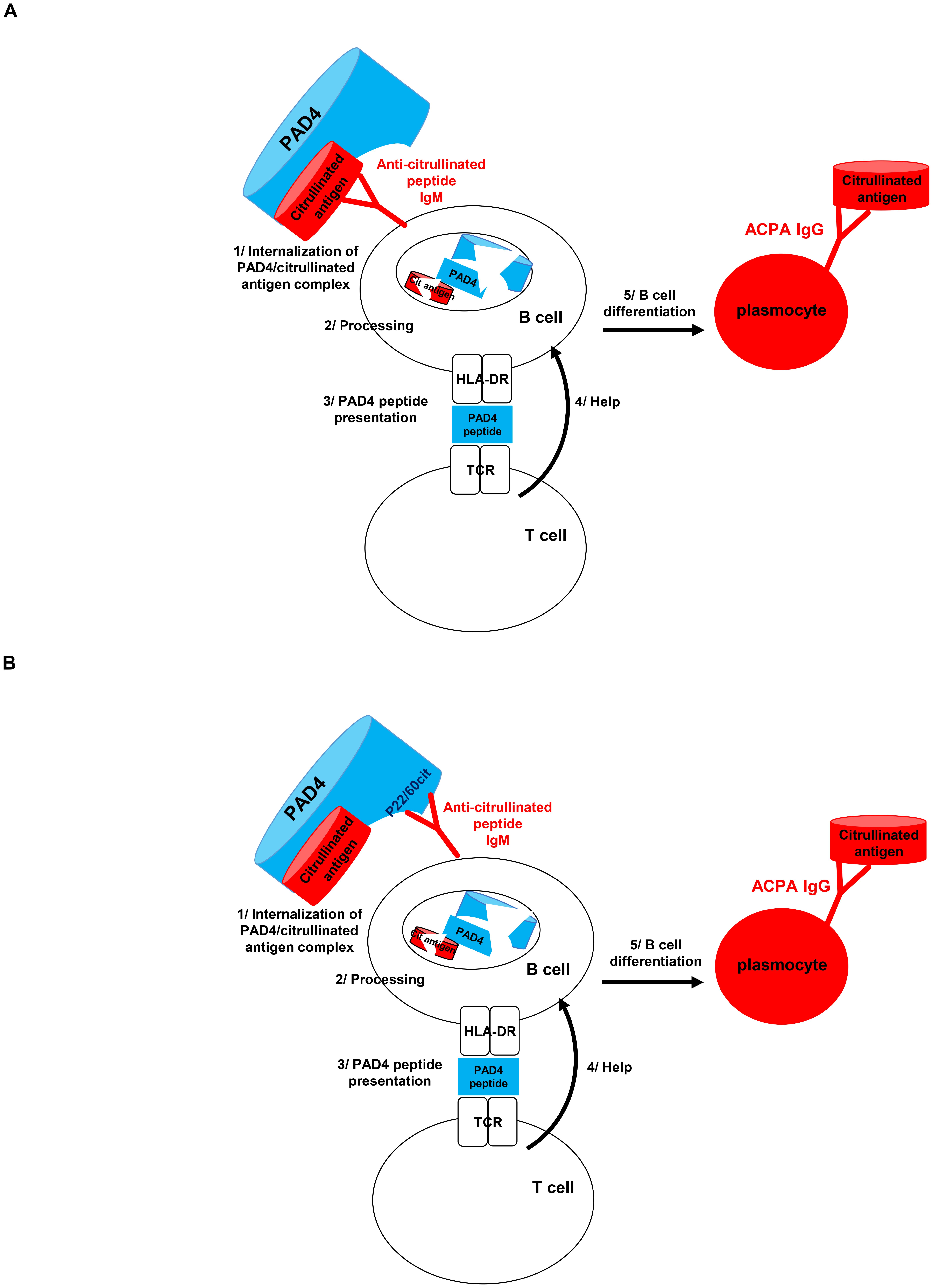 Diagram illustrating the interaction between PAD4, citrullinated antigens, and B and T cells, leading to ACPA production. Panel A shows the standard interaction, while Panel B includes the original interaction involving peptide P22/60 from hPAD4. The steps involve internalization, processing, peptide presentation, and B cell differentiation.