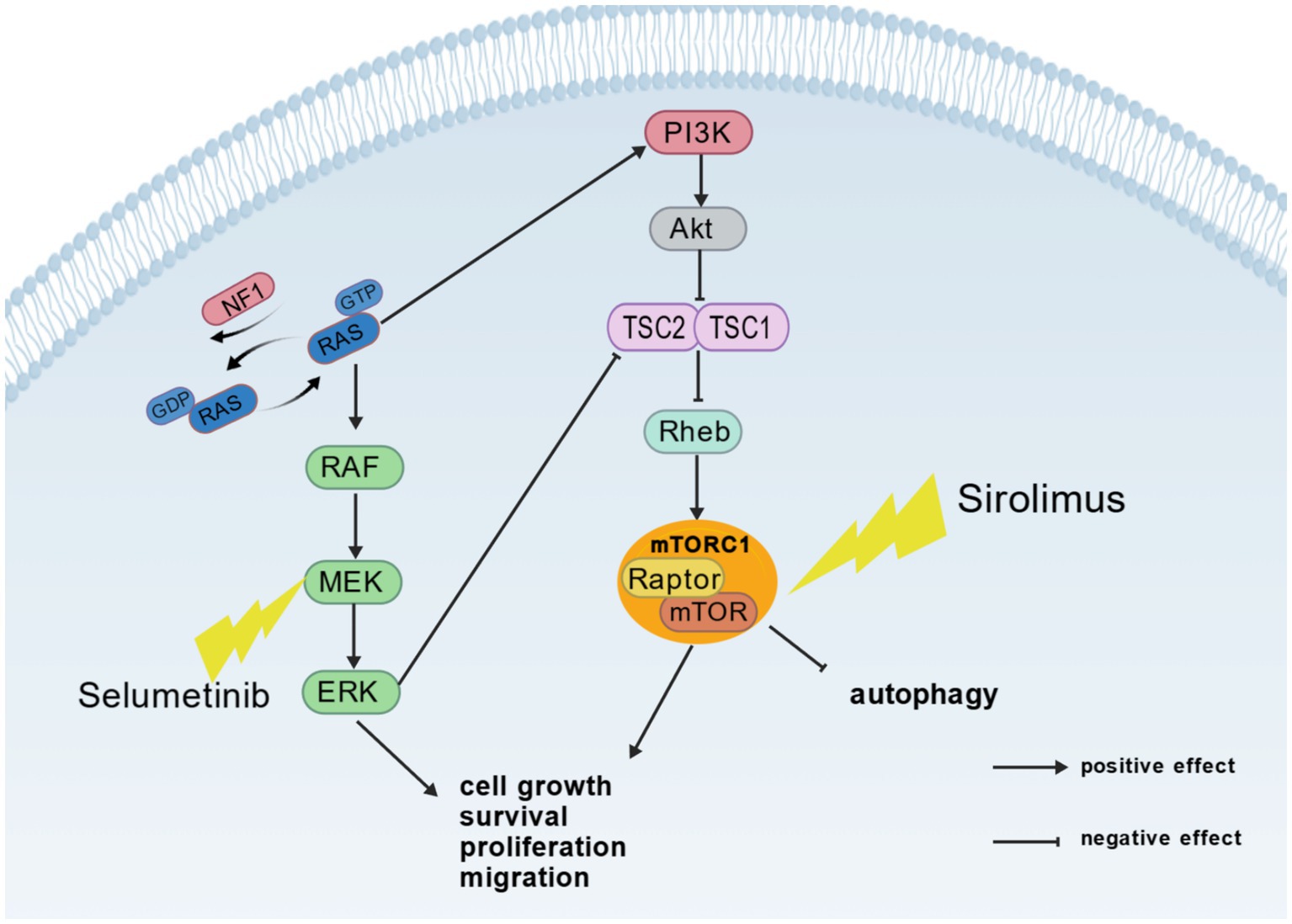 Diagram illustrating a cellular signaling pathway involving RAS, RAF, MEK, and ERK, leading to cell growth, survival, proliferation, and migration. PI3K activates Akt, which influences TSC1/TSC2 and Rheb, leading to mTORC1 activation. Selumetinib and Sirolimus impact this pathway. Positive and negative effects are indicated by arrows.
