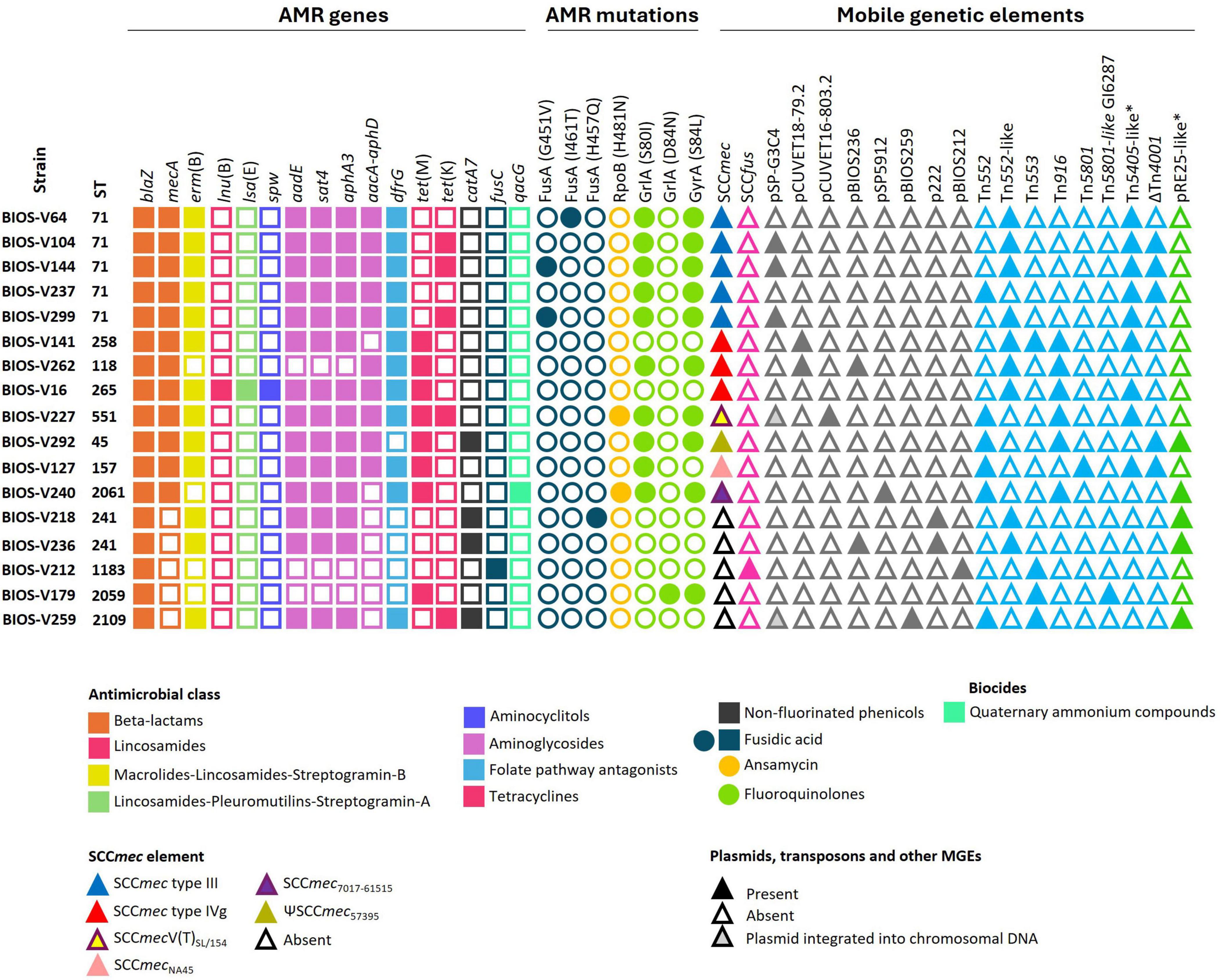Chart displaying the presence of antimicrobial resistance (AMR) genes, AMR mutations, and mobile genetic elements across various bacterial strains. Colored squares and circles indicate the presence of specific AMR genes and mutations respectively, while triangles denote mobile genetic elements. A legend at the bottom categorizes colors and shapes by antimicrobial class, SCCmec element, and plasmid status.