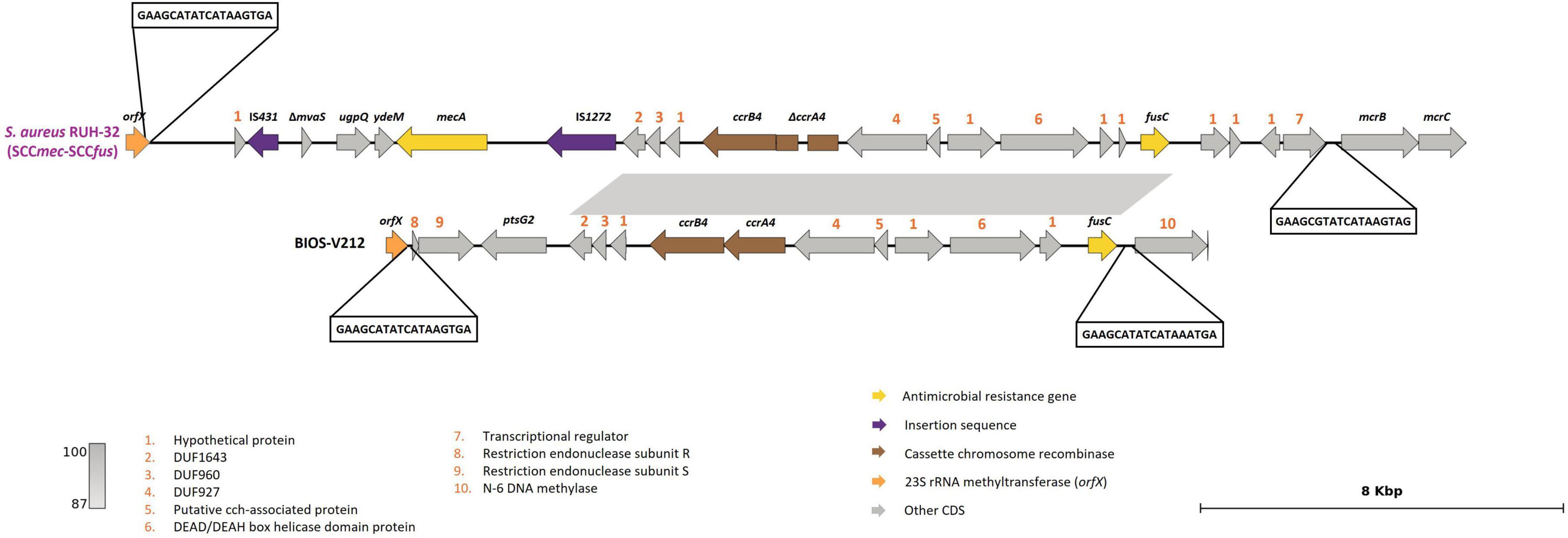 Genetic map comparing two Staphylococcus aureus strains, RUH-32 and BIOS-V212. Features include antimicrobial resistance genes, insertion sequences, and cassette chromosome recombinase components. Identified elements are color-coded. Size scale measures 8 Kbp.