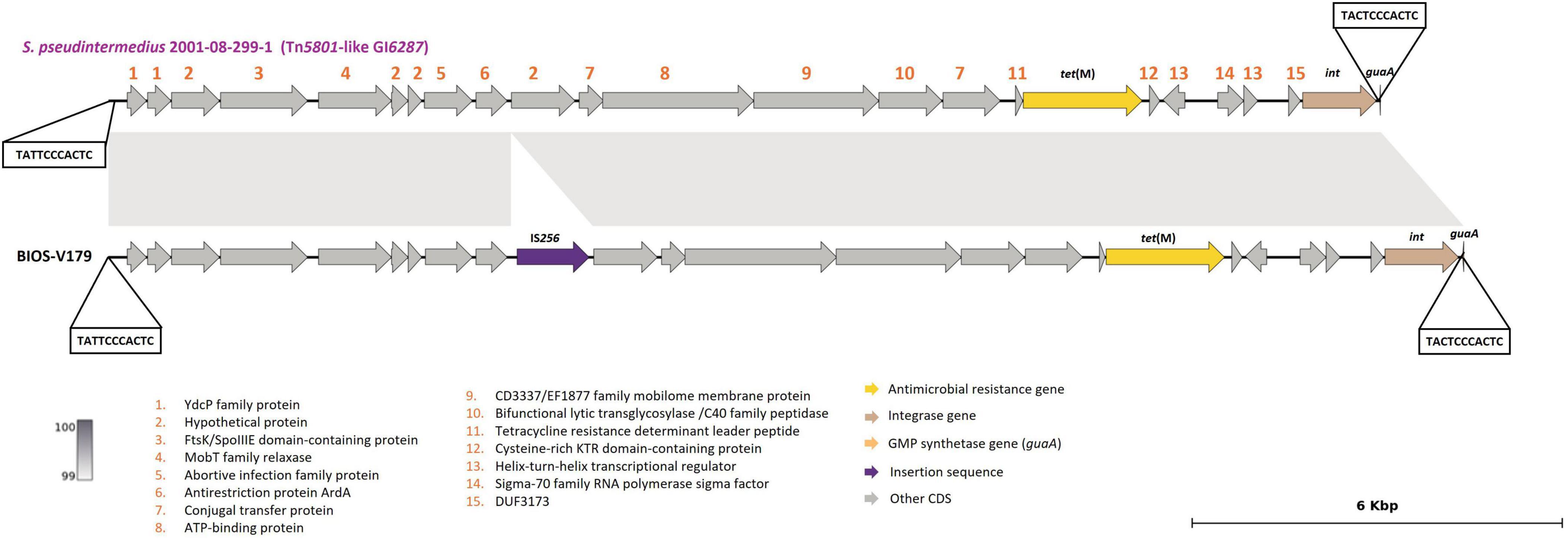 Genetic map of Tn5801-like GI6287 present in Staphylococcus pseudintermedius BIOS-V179 strain and comparison with the same element from another S. pseudintermedius strain. Arrows represent gene positions and orientations. Color key indicates antimicrobial resistance genes in yellow, integrase in brown; GMP synthetase in orange; insertion sequence in purple, and other coding sequences in gray. Shaded areas indicate regions of similarity between the bacterial segments and the reference. Scale bar indicates 6 kilobases.