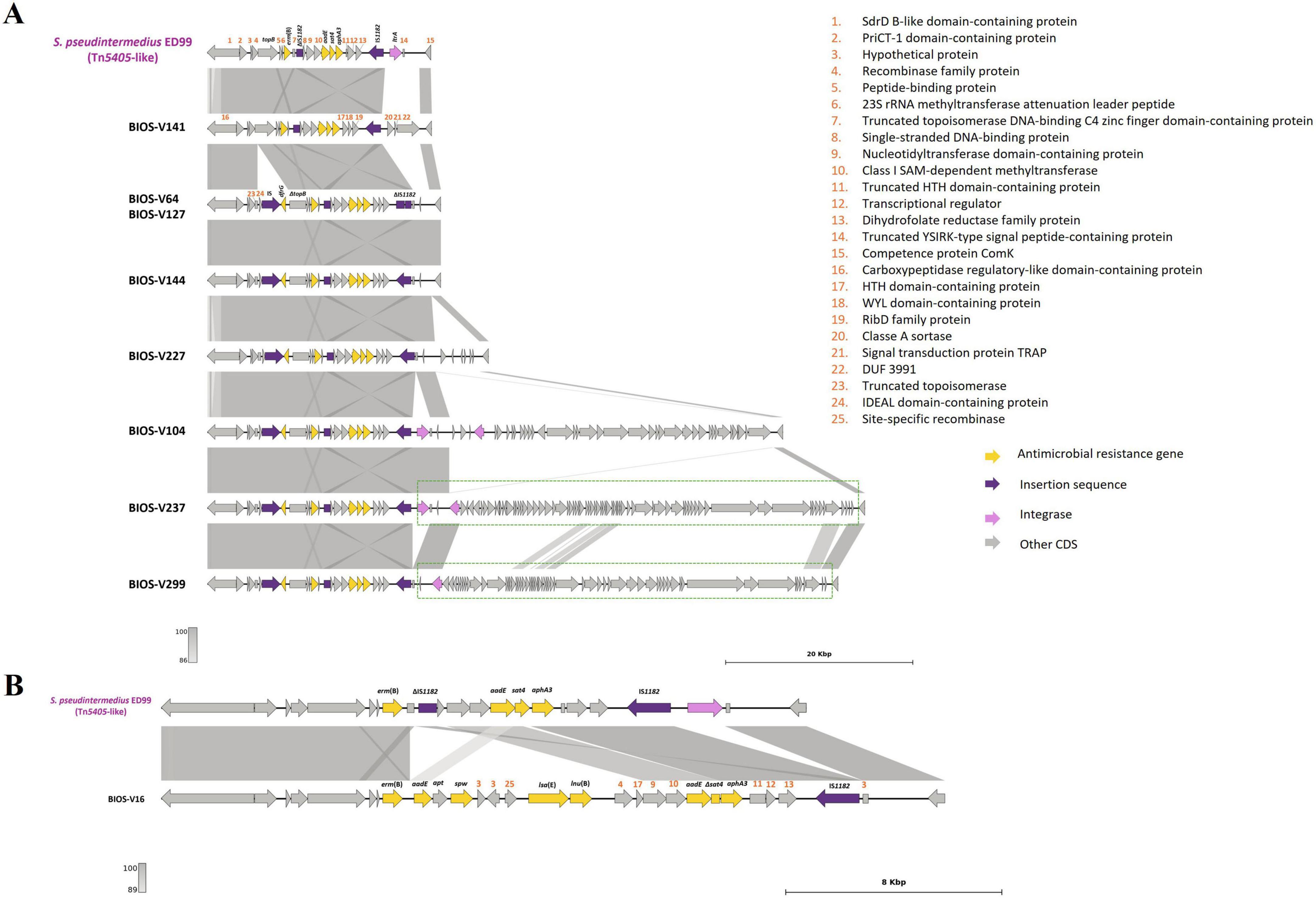 “Comparison of different Tn5405-like variants with the element identified in Staphylococcus pseudintermedius ED99. Image A shows the comparison between strains carrying five AMR genes in this element. Image B represents a variant with four additional AMR genes. Genetic features are color-coded for clarity: antimicrobial resistance genes in yellow, insertion sequences in purple, integrase in orange, and other coding sequences in grey. Shaded areas indicate regions of similarity between the bacterial segments and the reference. Scale bars indicate 20 kilobases (for image A) and 8 kilobases (for image B).”