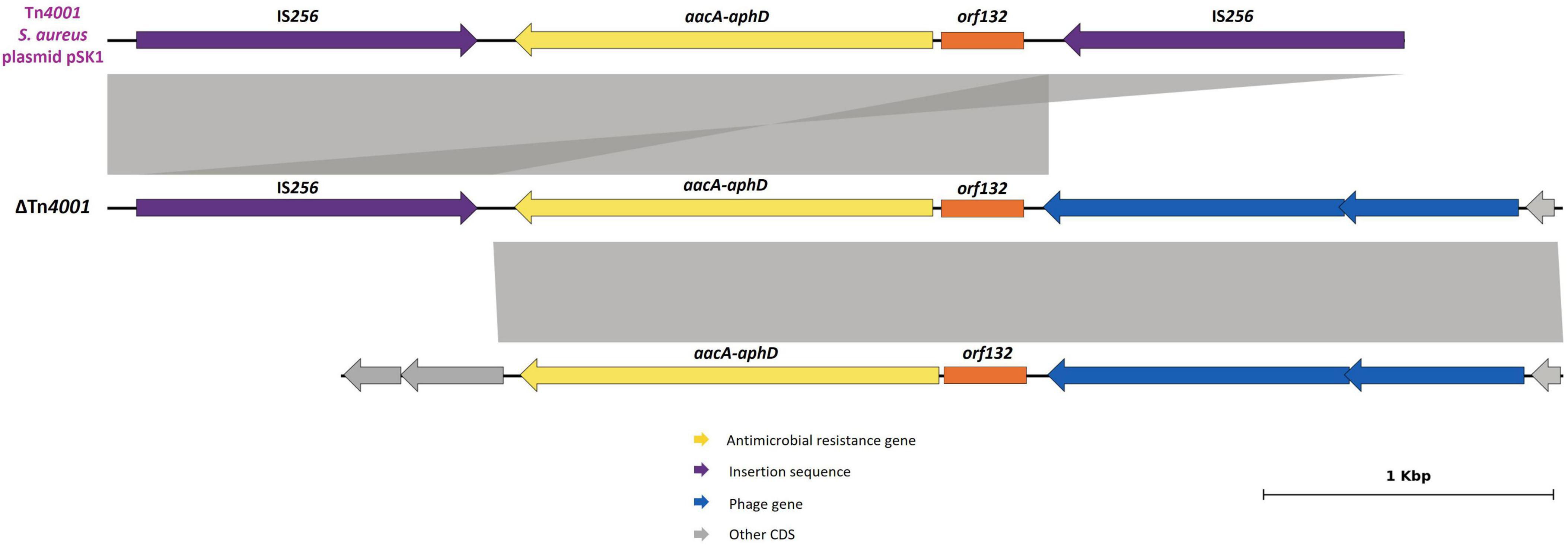 Schematic representation of the truncated Tn4001 identified in Staphylococcus pseudintermedius and its comparison with the element described in Staphylococcus aureus. Color key indicates antimicrobial resistance genes in yellow, insertion sequences in purple, phage genes in blue, and other coding sequences in gray. Shaded areas indicate regions of similarity between the bacterial segments and the reference. Scale bar indicates 1 kilobase.