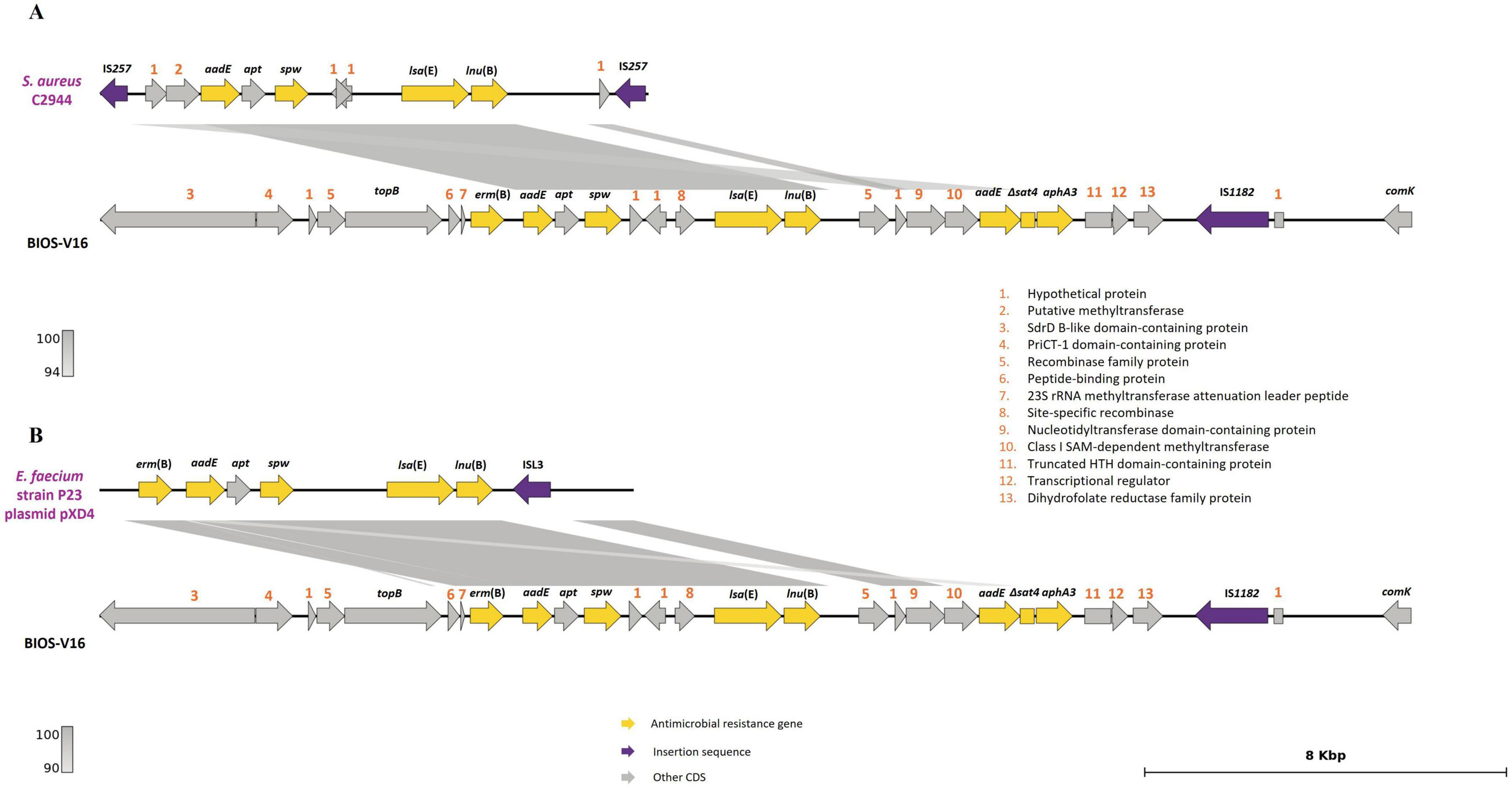 “Genomic map comparing segments of S. aureus C2944 and E. faecium plasmid pXD4 containing antimicrobial resistance genes with the one from Staphylococcus pseudintermedius BIOS-V16. Both maps show gene structures with antimicrobial resistance genes in yellow, insertion sequences in purple, and other coding sequences in gray. Shaded areas indicate regions of similarity between the bacterial segments and the reference. Scale bar indicates 8 kilobases.”