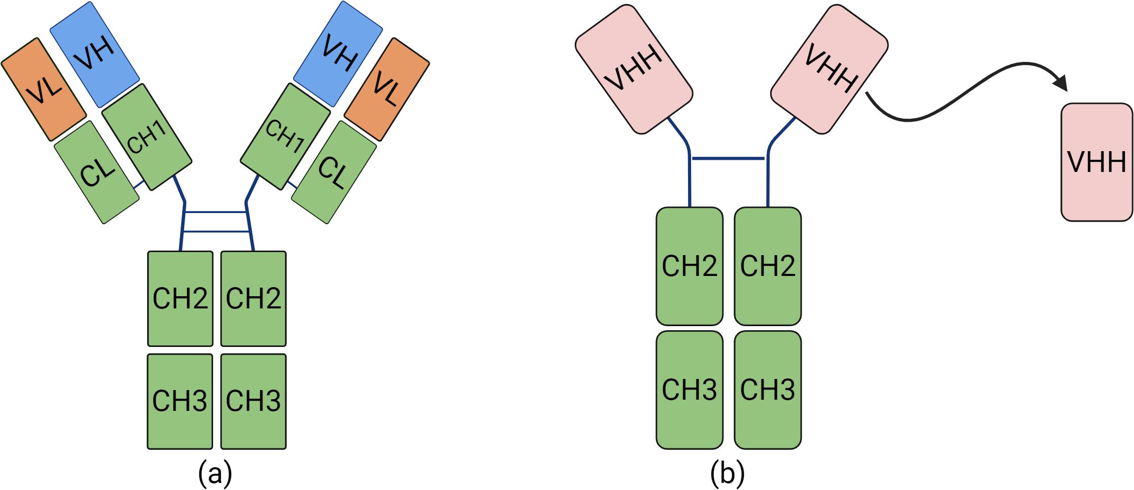 Diagram comparing antibody structures. (a) Shows a conventional antibody structure with VL, VH, CL, CH1, CH2, and CH3 domains. (b) Displays an antibody structure with two VHH domains, indicating a simpler version with VHH domain dissociation depicted by an arrow.