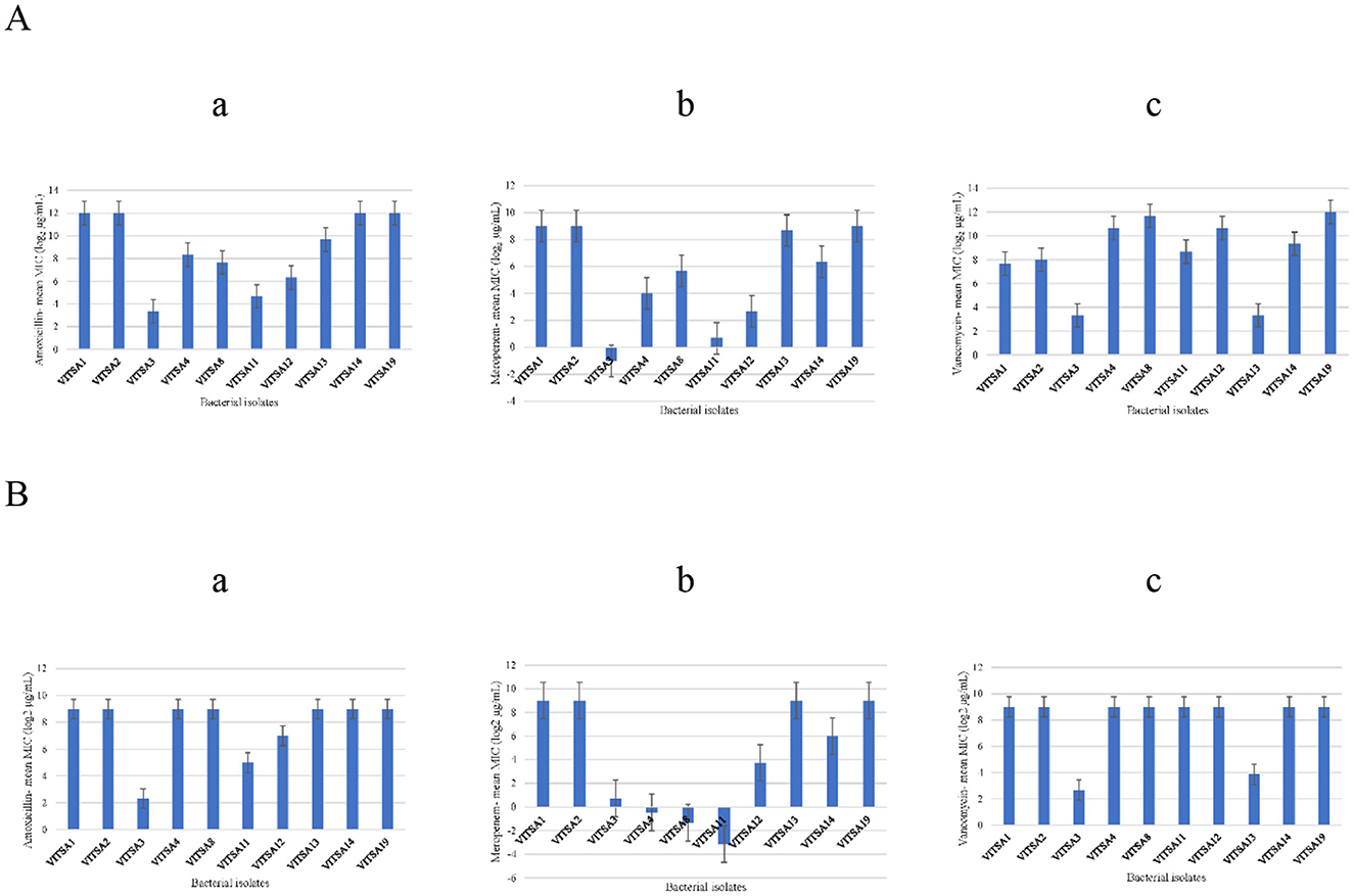 Two sets of bar graphs labeled A and B, each showing antibiotic resistance in bacterial isolates. Set A includes graphs a, b, and c, for amoxicillin, meropenem, and vancomycin, respectively. Set B similarly displays data for the same antibiotics. The graphs compare mean MIC values across different bacterial isolates, showing variations in resistance levels.