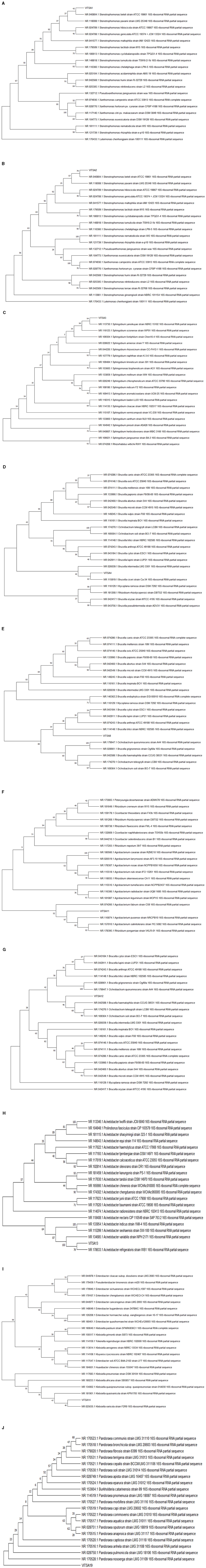 Phylogenetic trees labelled A and B display relationships among various bacterial strains based on 16S ribosomal RNA partial sequences. Each tree branches to show evolutionary distances and similarities, with labels indicating strain names and sequence identifiers. The percentage of replicate trees in which the associated taxa clustered together in the bootstrap test (1000 replicates) are shown next to the branches. This analysis involved 21 nucleotide sequences. Each branch lists strain IDs and sequence descriptions, with numerical values indicating branch support or similarity percentages. Phylogenetic trees labelled A and B display relationships among various bacterial strains based on 16S ribosomal RNA partial sequences. Each tree branches to show evolutionary distances and similarities, with labels indicating strain names and sequence identifiers. The percentage of replicate trees in which the associated taxa clustered together in the bootstrap test (1000 replicates) are shown next to the branches. This analysis involved 21 nucleotide sequences. Each branch lists strain IDs and sequence descriptions, with numerical values indicating branch support or similarity percentages. Phylogenetic trees labelled A and B display relationships among various bacterial strains based on 16S ribosomal RNA partial sequences. Each tree branches to show evolutionary distances and similarities, with labels indicating strain names and sequence identifiers. The percentage of replicate trees in which the associated taxa clustered together in the bootstrap test (1000 replicates) are shown next to the branches. This analysis involved 21 nucleotide sequences. Each branch lists strain IDs and sequence descriptions, with numerical values indicating branch support or similarity percentages.