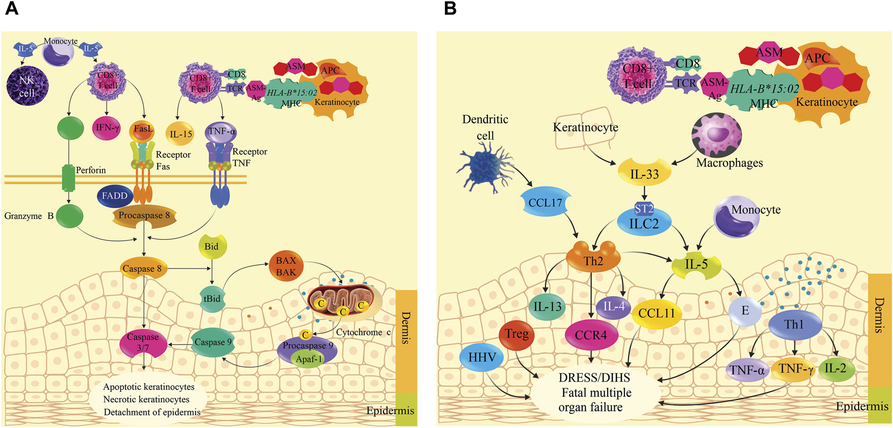 Diagram showing immune response pathways in two panels. Panel A illustrates CD8+ T cell and NK cell activation leading to keratinocyte apoptosis via pathways involving FasL, TNF-alpha, and caspases. Panel B shows interactions involving cytokines like IL-33, IL-5, and CCL17 in immune cells such as dendritic cells and macrophages, highlighting processes leading to DRESS/DIHS and organ failure, with involvement of Th cells and regulatory pathways. Epidermis and dermis layers are shown in both panels.