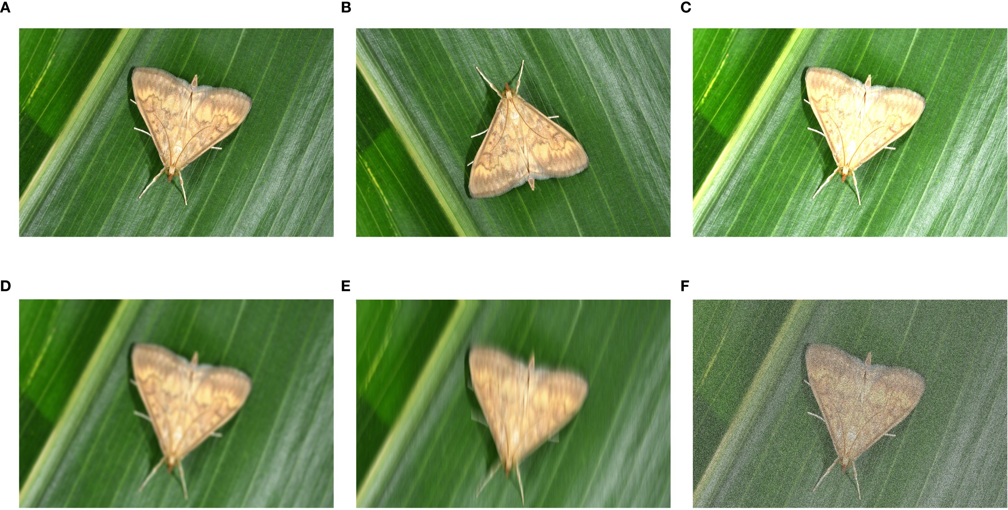 Six images of a golden-brown moth with triangular wings on green leaves, labeled A to F. Images A, B, and C show the moth clearly, while D, E, and F have increasing motion blur and noise.