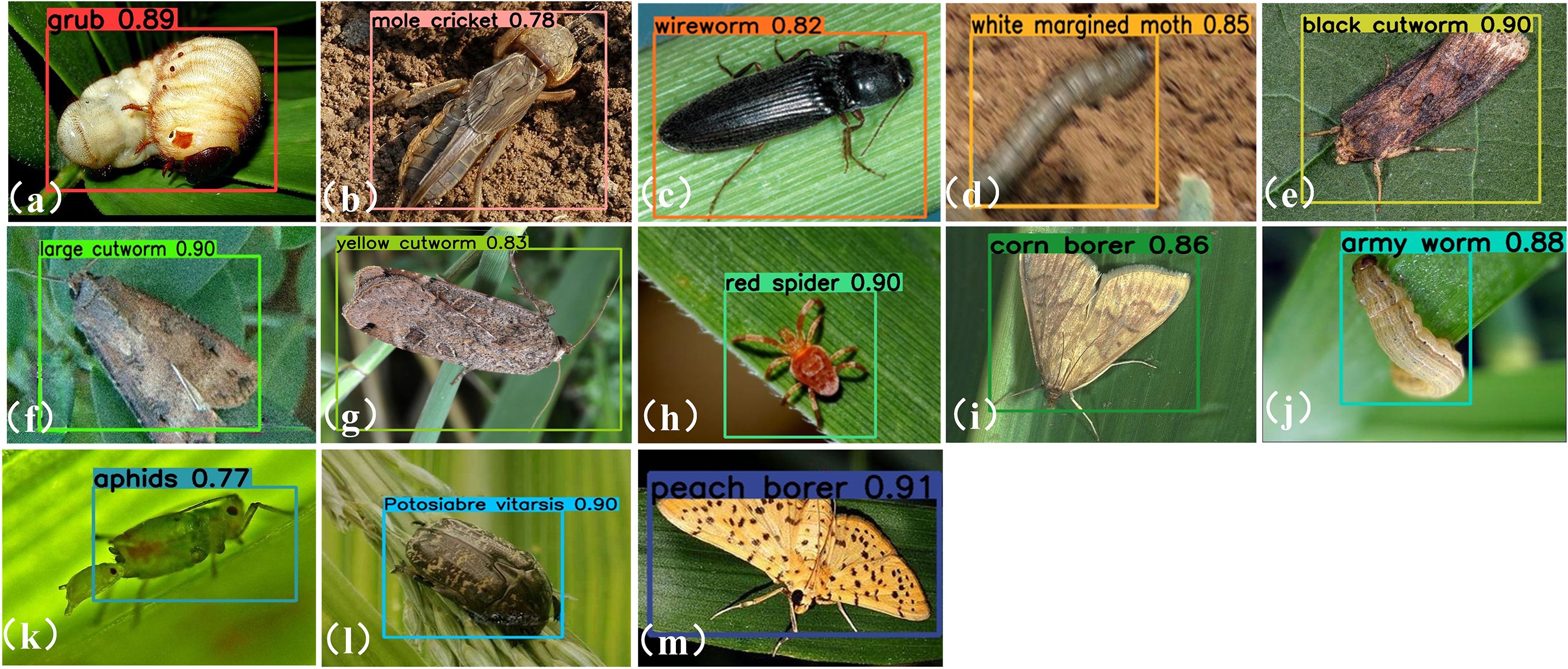 Collage of insect and pest photographs with labels indicating detection confidence scores. The images feature various pests, including grubs, mole crickets, wireworms, moths, cutworms, spiders, aphids, and borers. Each pest is outlined in a colored box with a text label indicating its type and a confidence score (e.g., “grub 0.89