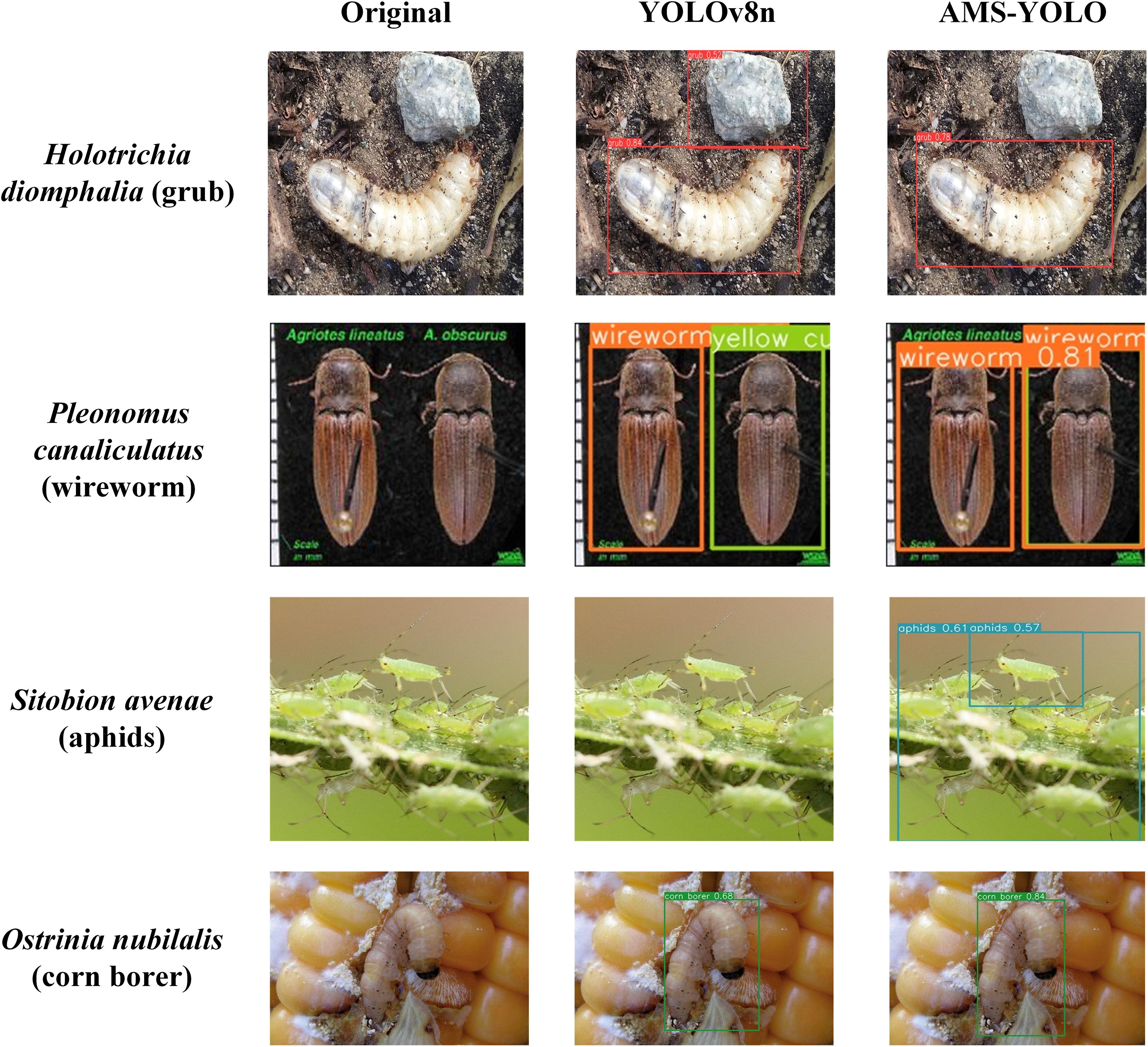 Comparison of insect detection using YOLOv8n and AMS-YOLO on four insect species images: 1. **Holotrichia diomphalia (grub)**: The original, YOLOv8n, and AMS-YOLO images display a grub with detection boxes in the latter two. 2. **Pleonomus canaliculatus (wireworm)**: The original image shows two wireworms; detected and labeled in YOLOv8n and AMS-YOLO. 3. **Sitobion avenae (aphids)**: Aphids on a plant, highlighted by detection boxes in YOLOv8n and AMS-YOLO. 4. **Ostrinia nubilalis (corn borer)**: Corn with a borer, detected in YOLOv8n and AMS-YOLO.