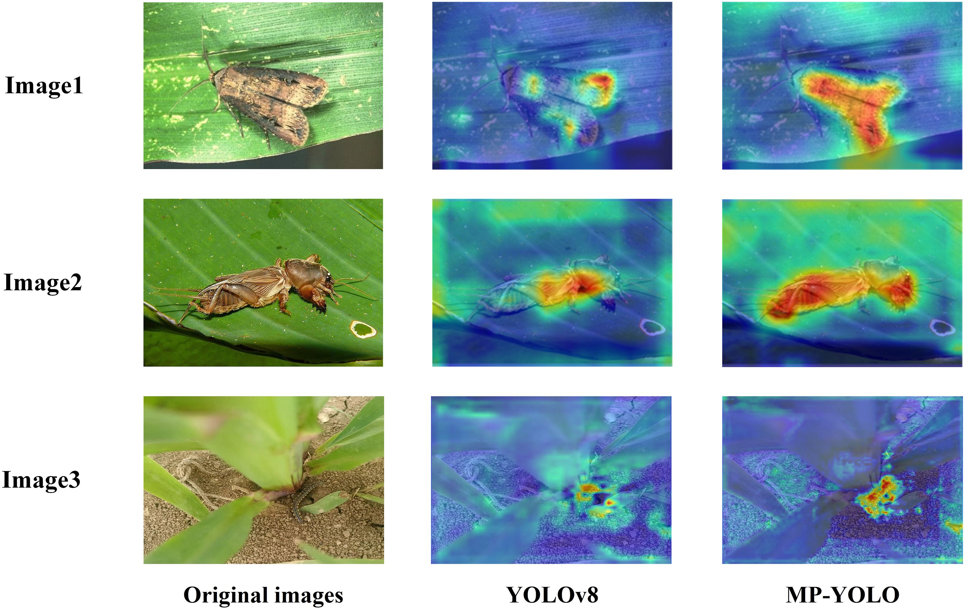 Three groups of images comparing original photographs of insects on leaves with their YOLOv8 and MP-YOLO processed versions. Image 1 shows a moth on a leaf, Image 2 depicts a cricket-like insect on a leaf, and Image 3 features a plant with its base visible. Each original image is followed by two processed heatmaps, highlighting different areas of the insects with varying intensity.