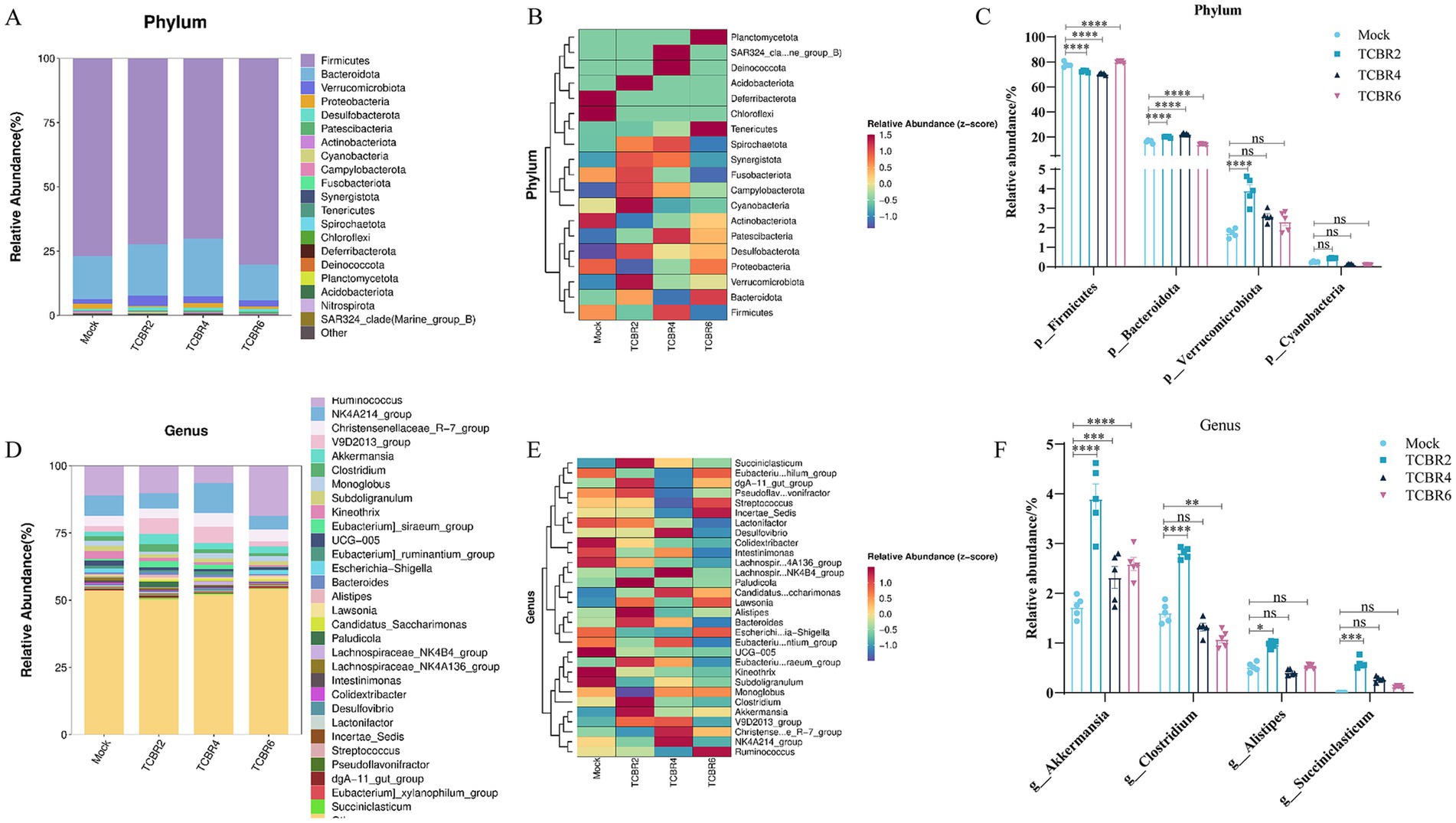 Bar charts and heatmaps showcasing the relative abundance of various microbial phyla and genera in different samples labeled Mock, TCBR2, TCBR4, and TCBR6. Sections A and D display stacked bar charts for phyla and genera, respectively. Sections B and E present heatmaps indicating z-scores of relative abundance for phyla and genera. Sections C and F show bar charts comparing specific phyla (e.g., Firmicutes, Bacteroidota) and genera (e.g., Akkermansia, Clostridium) across the sample groups with statistical significance marked by stars.