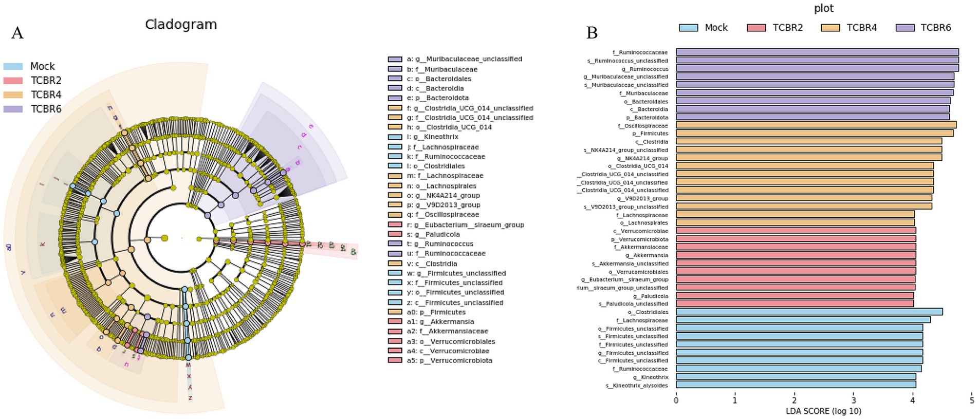 Split image with two panels: Panel A shows a cladogram with various nodes representing different taxonomic classifications, color-coded by groups Mock, TCBR2, TCBR4, and TCBR6. Panel B is a bar graph showing LDA scores (log base 10) for various taxa, similarly color-coded. The taxa include categories like Ruminococcus, Lachnospiraceae, and Akkermansia.