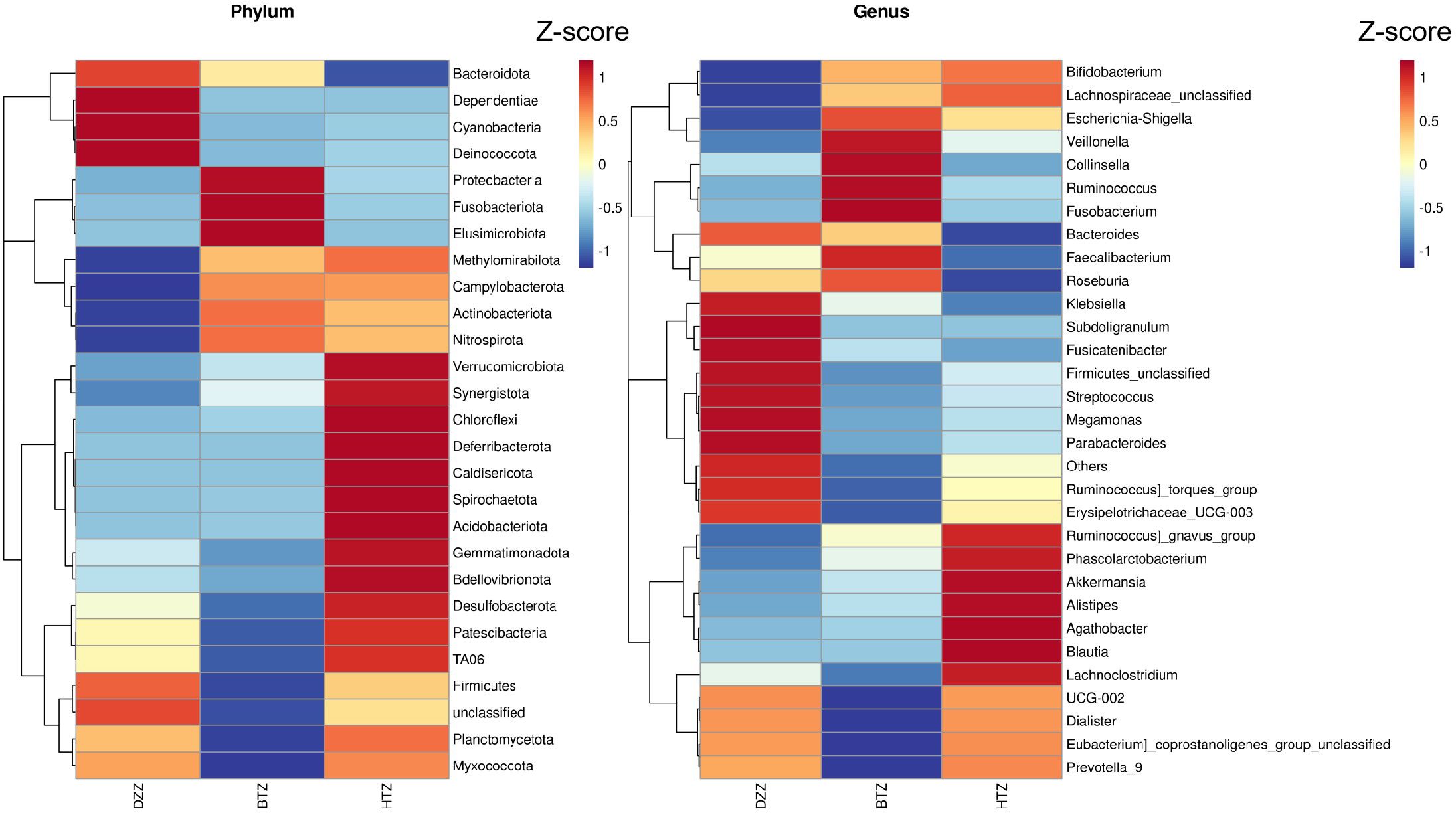 Heat maps comparing different microbial groups at the phylum and genus levels. The left map shows phylum-level distribution with groups like Bacteroidota and Proteobacteria. The right map displays genus-level distribution including genera such as Bifidobacterium and Veillonella. Z-scores range from -1 to 1, indicating varying levels of abundance across samples labeled DZZ, BTZ, and HTZ, with a gradient from blue (low) to red (high).