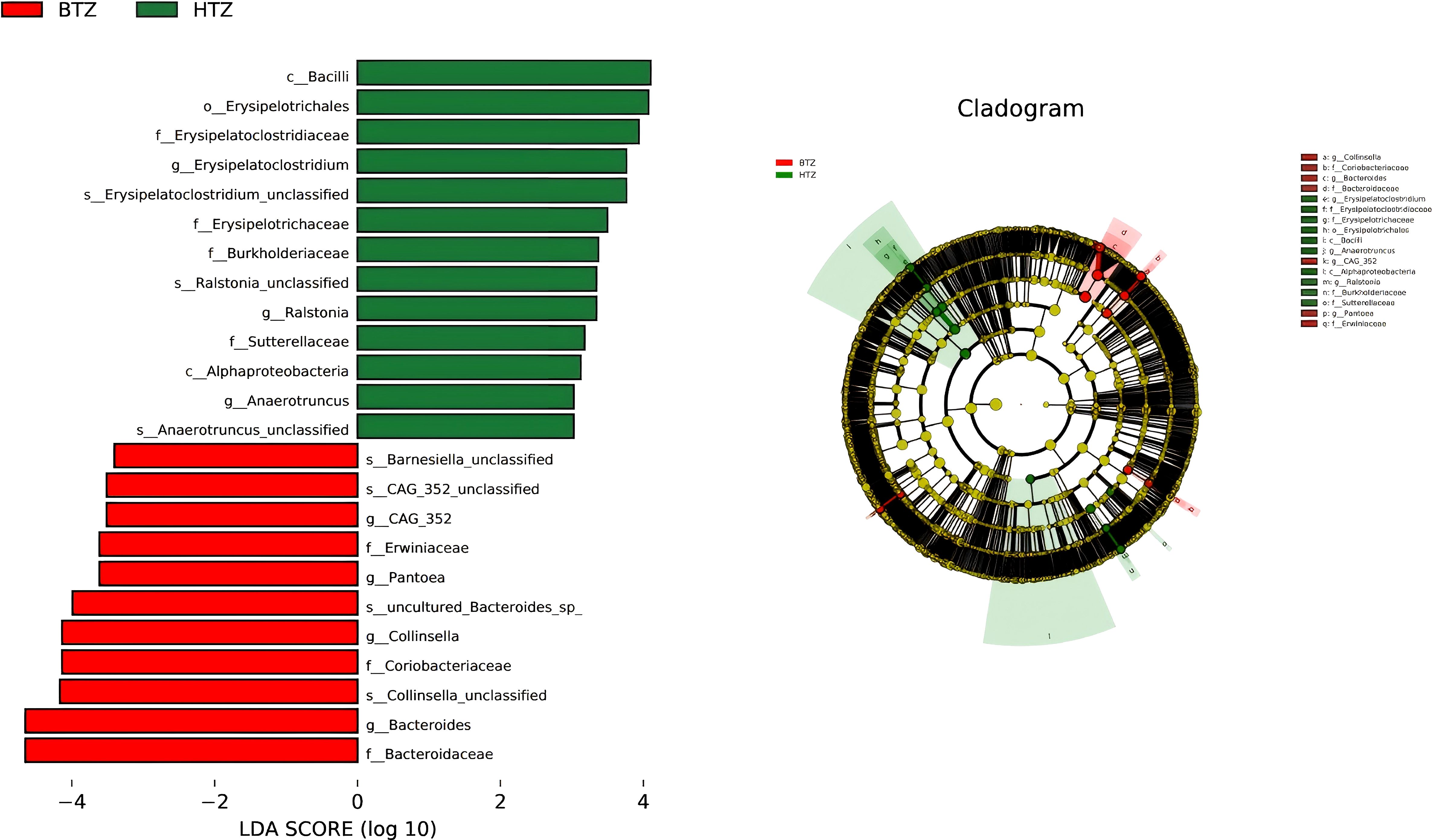 Bar chart and cladogram showing bacterial taxa differences between two groups, BTZ and HTZ. The bar chart lists taxa with LDA scores; green bars indicate HTZ, and red bars indicate BTZ. The cladogram visually represents these taxa with colored segments for each group.