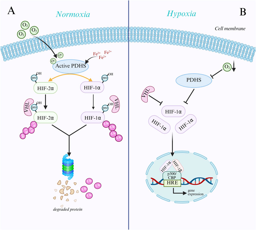 Diagram contrasting cellular processes under normoxia and hypoxia. Panel A shows normoxia with active PDHS interacting with oxygen, leading to the degradation of proteins via HIF-1α and HIF-2α pathways. Panel B depicts hypoxia, with inhibited PDHS, stabilization of HIF-1α, and increased gene expression through HRE. The cell membrane separates the two environments.